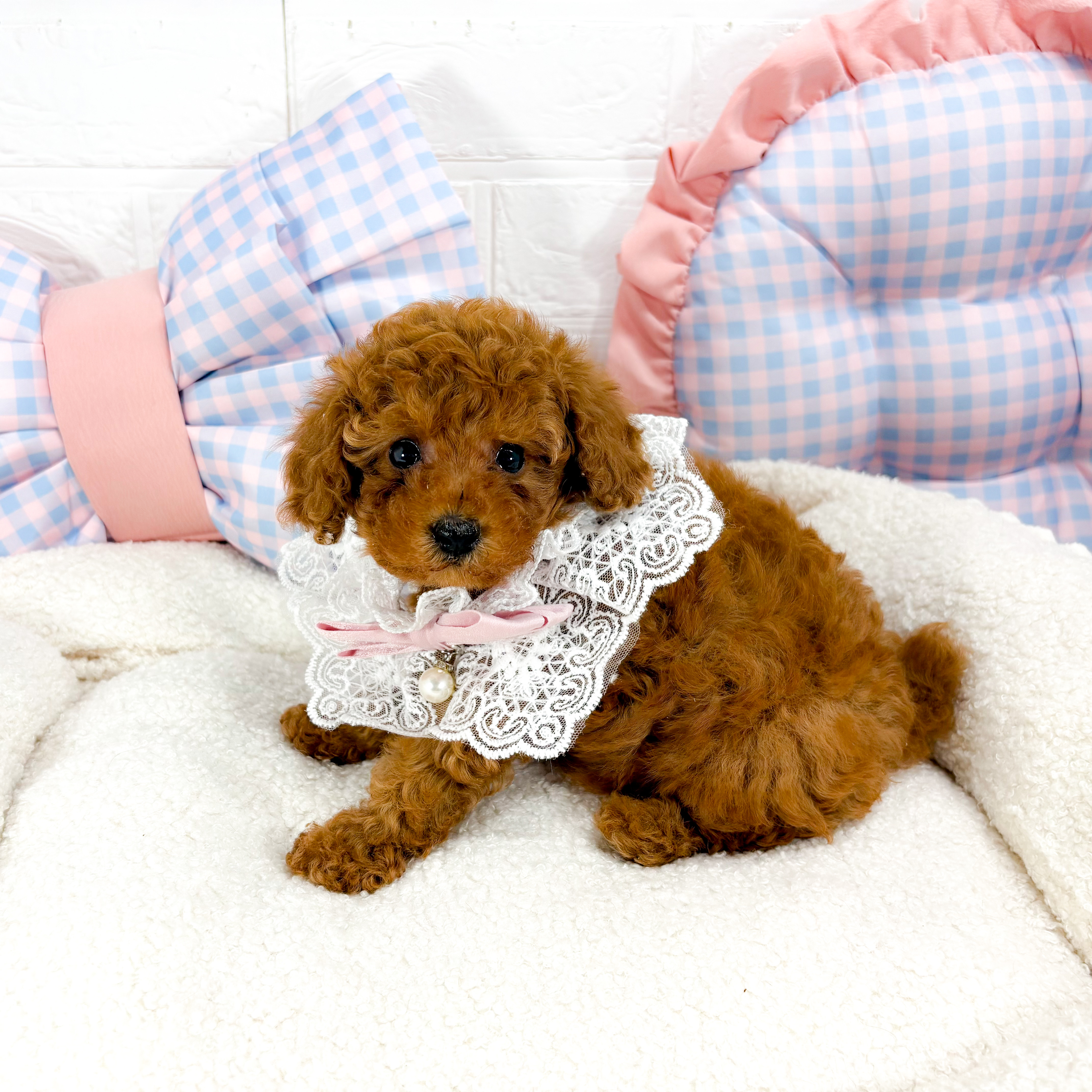 神奈川県のトイプードル(トイ) (犬の家＆猫の里元住吉ブレーメン通り店/2025年5月12日生まれ/女の子/レッド)の子犬の1枚目の画像