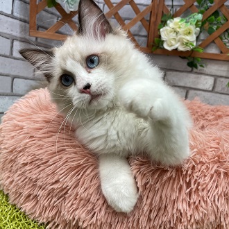 ペット画像7