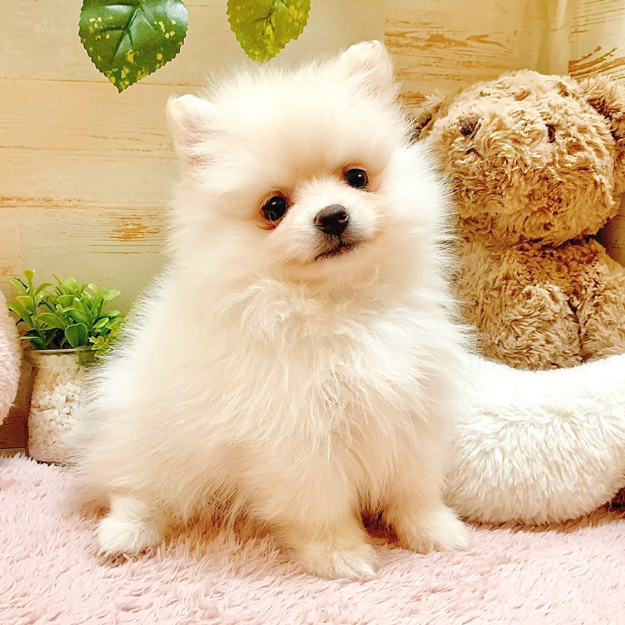 兵庫県のポメラニアン (犬の家＆猫の里神戸店/2026年1月10日生まれ/女の子/クリーム)の子犬の1枚目の画像