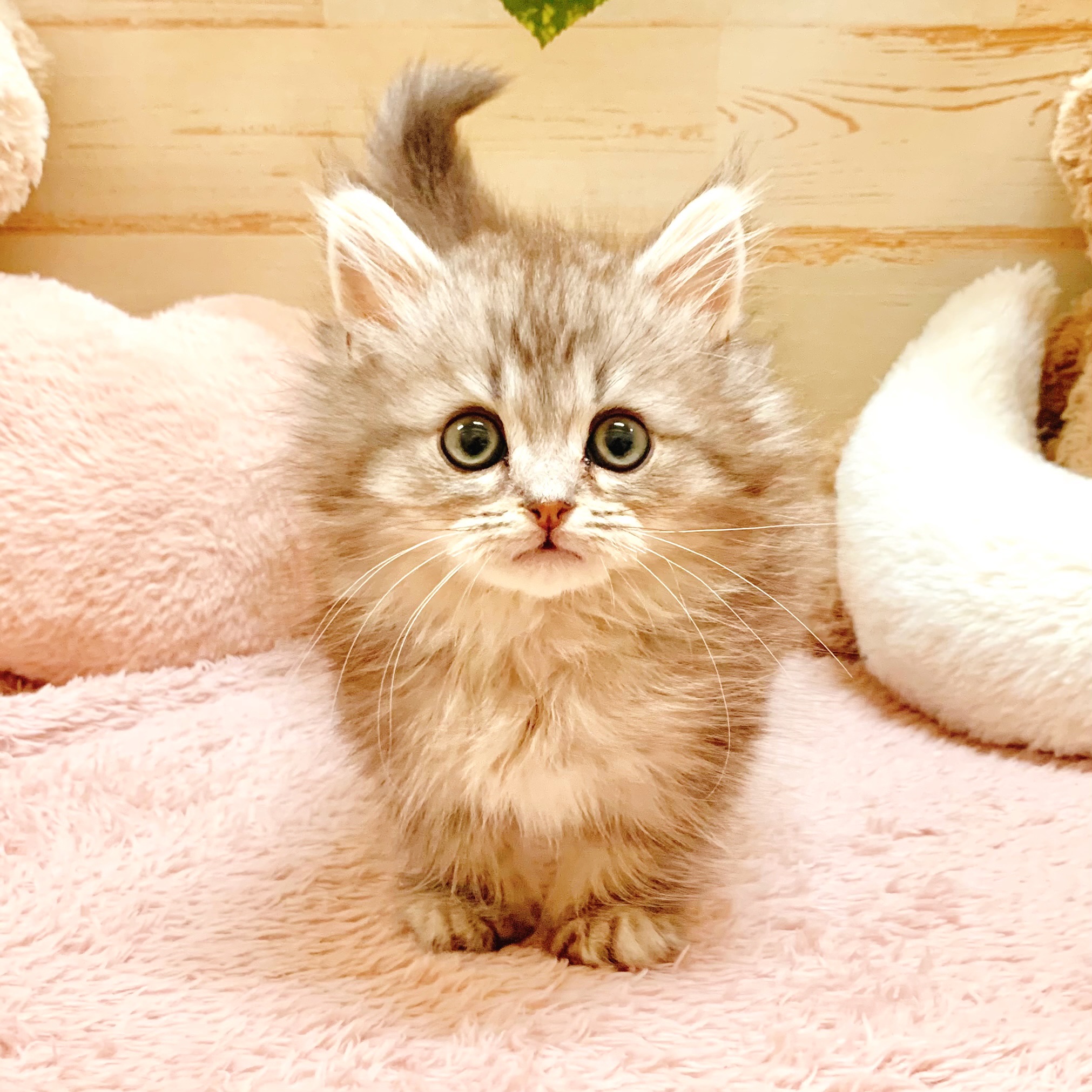 兵庫県のミヌエット (犬の家＆猫の里神戸店/2026年1月9日生まれ/男の子/シルバータビー)の子猫の1枚目の画像