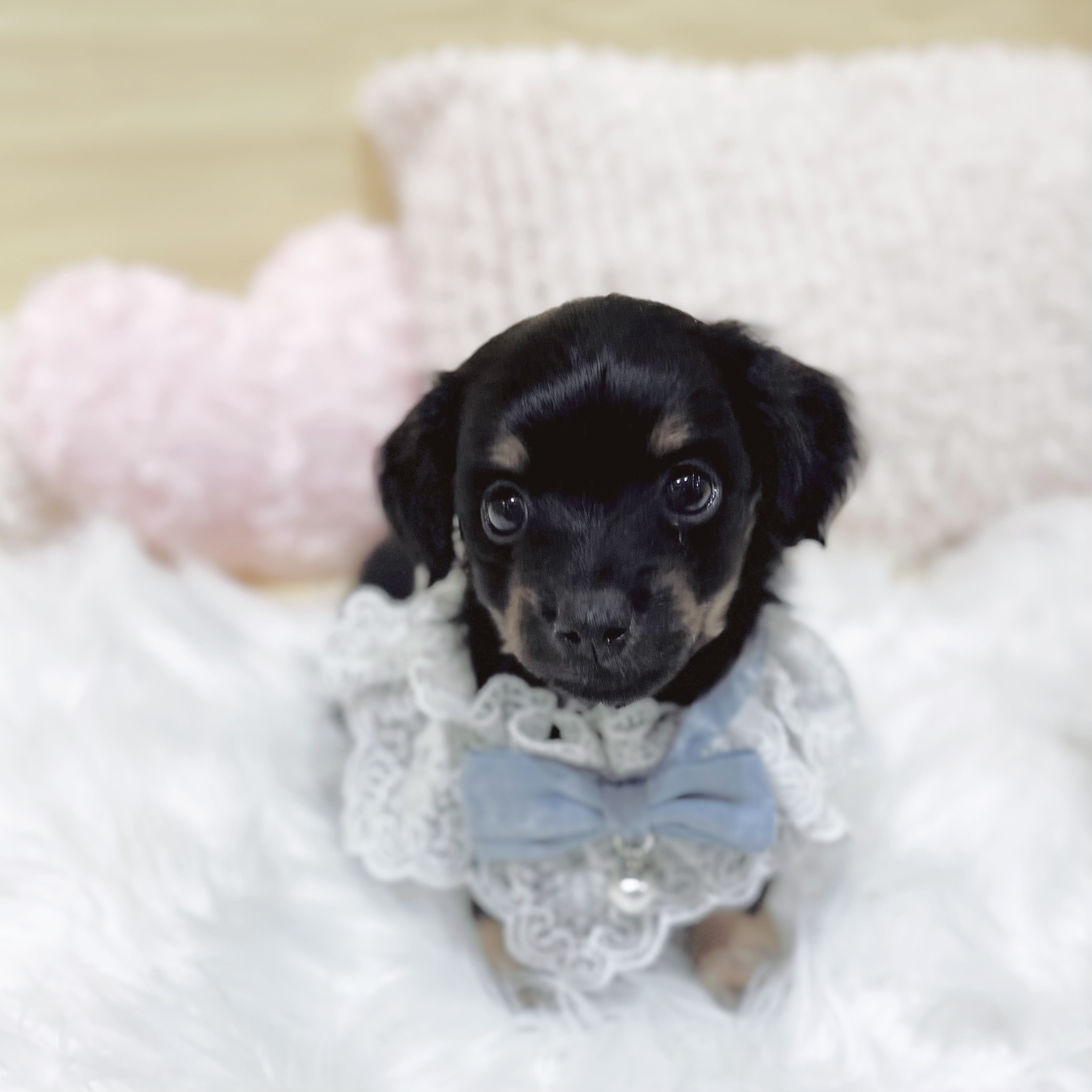 神奈川県のチワックス(チワワ×ダックス) (犬の家＆猫の里元住吉ブレーメン通り店/2026年1月26日生まれ/男の子/ブラックタン)の子犬の1枚目の画像