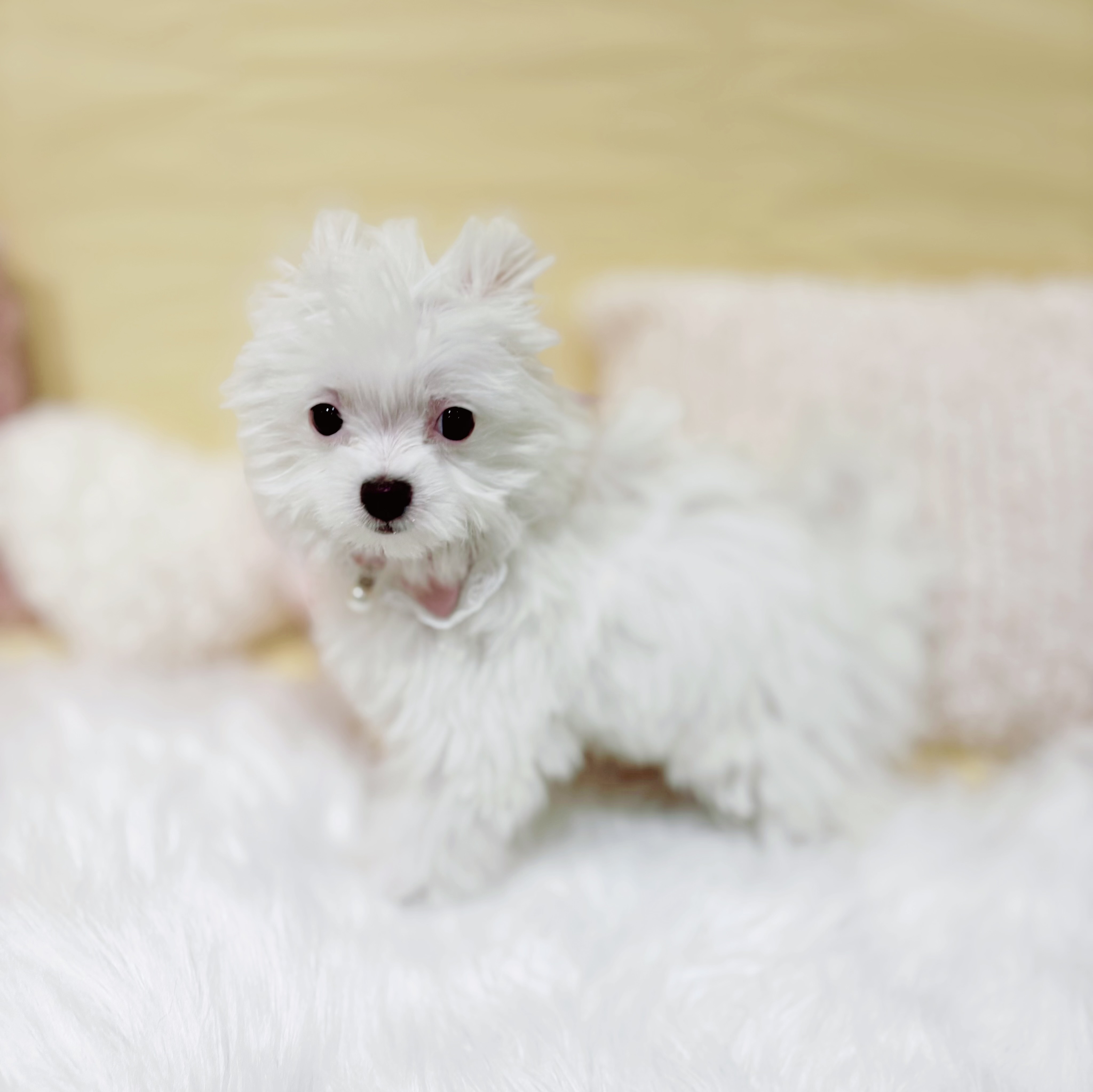 神奈川県のチワマル/マルチワ(チワワ×マルチーズ) (犬の家＆猫の里元住吉ブレーメン通り店/2025年11月30日生まれ/女の子/ホワイト)の子犬の1枚目の画像