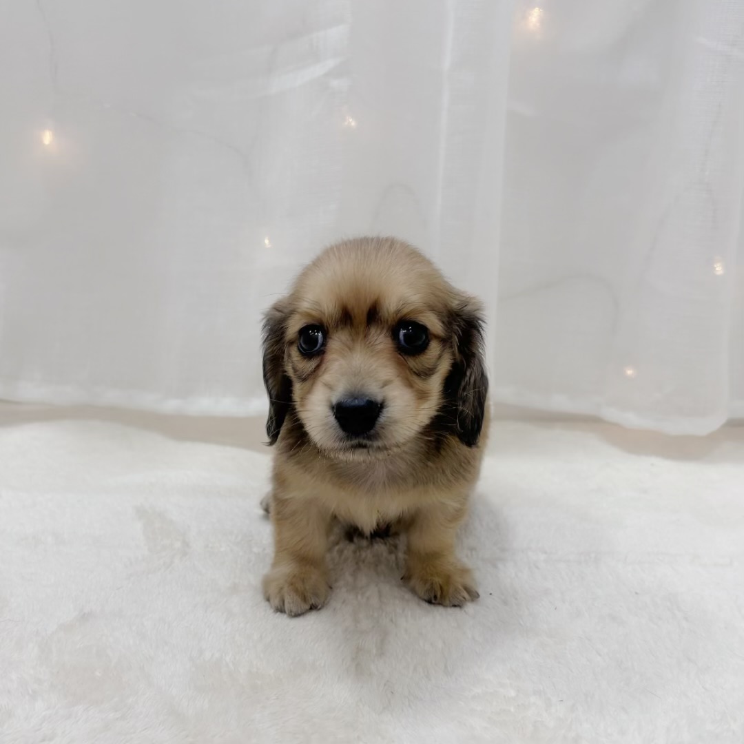 千葉県のミニチュアダックスフンド(ロング) (犬の家＆猫の里BIGHOPガーデンモール印西店/2025年8月2日生まれ/男の子/レッド)の子犬の1枚目の画像