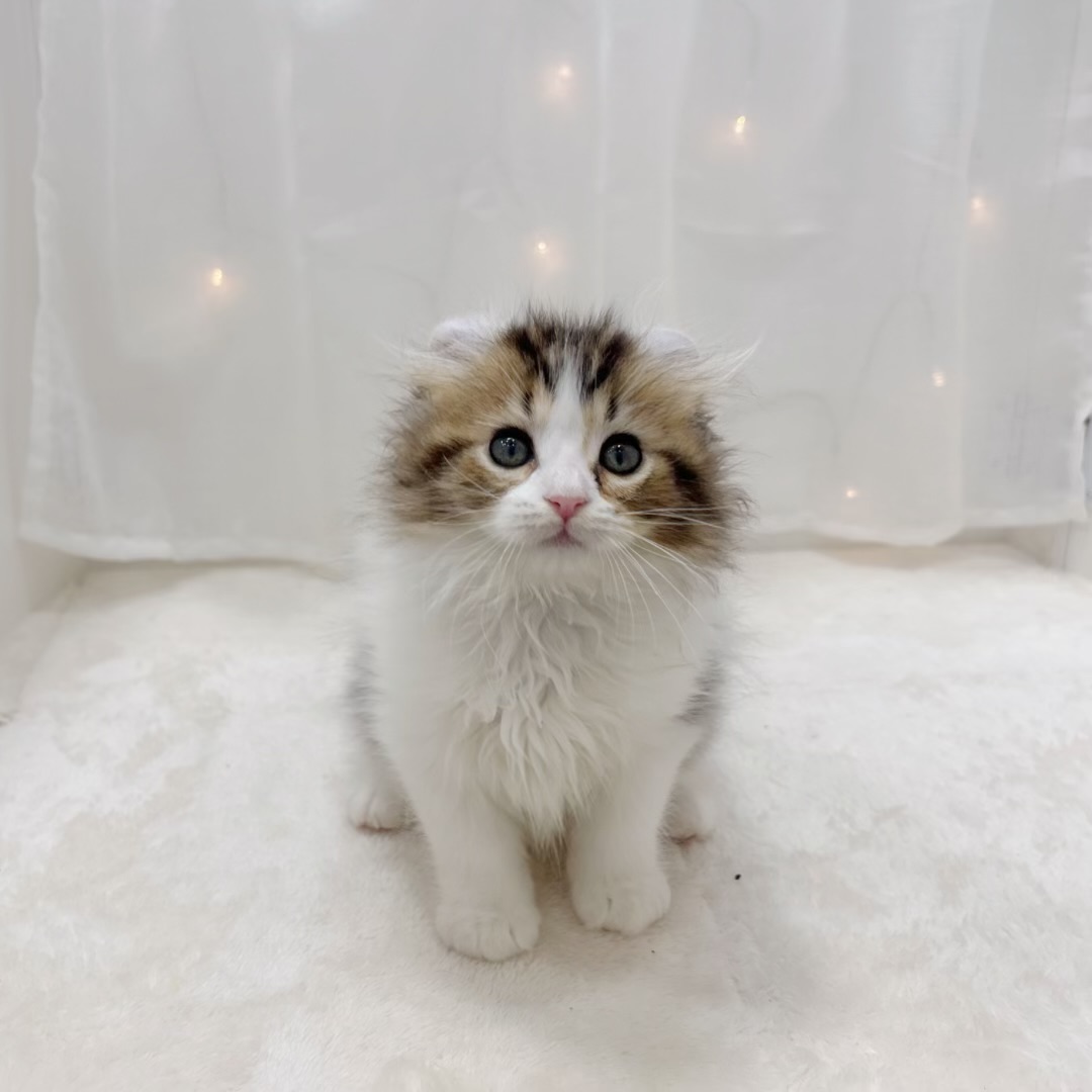 千葉県のアメリカンカール (犬の家＆猫の里BIGHOPガーデンモール印西店/2025年7月30日生まれ/男の子/ブラウンタビーホワイト)の子猫