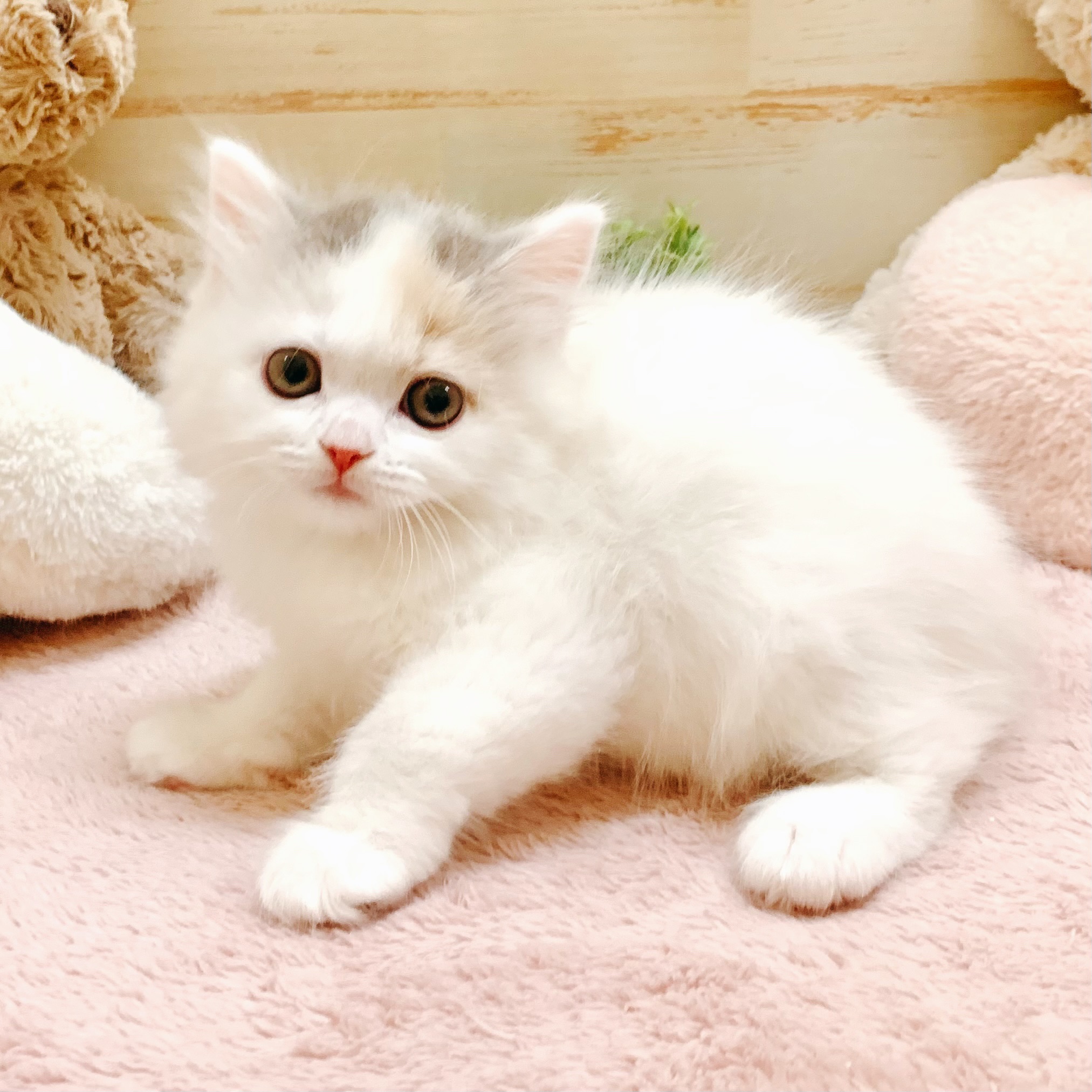生体画像７