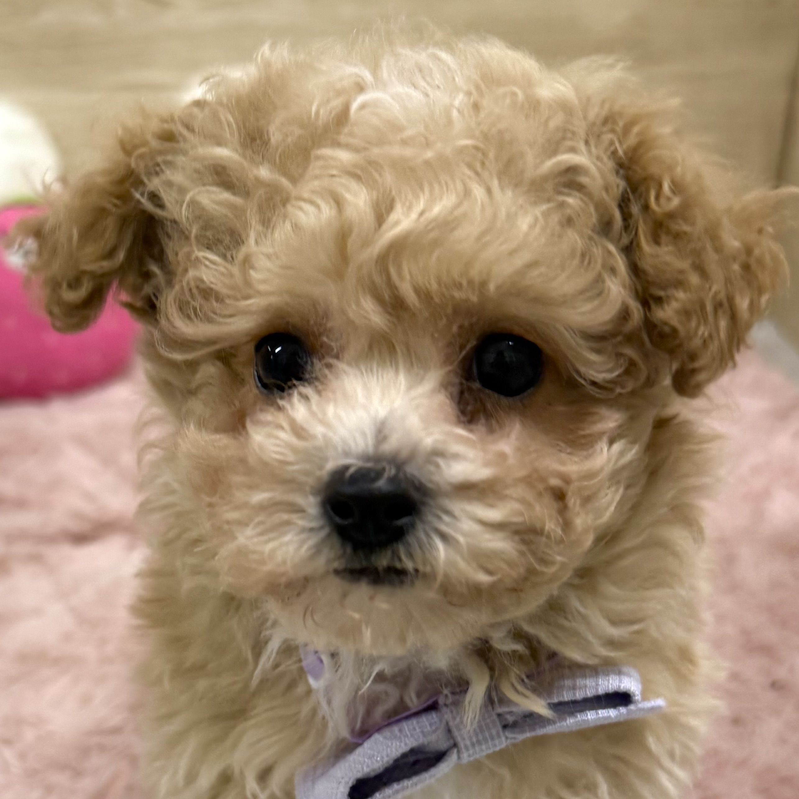 大阪府のビションプー(ビションフリーゼ×プードル) (犬の家＆猫の里そよら東岸和田店/2025年11月12日生まれ/男の子/クリーム)の子犬の1枚目の画像