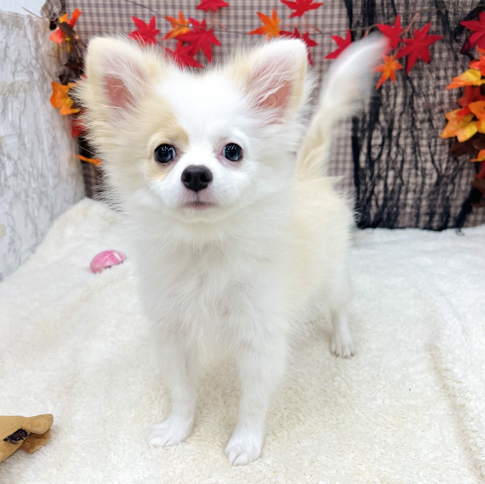 愛知県のポメチワ/チワポメ/ポメチー(ポメラニアン×チワワ) (犬の家＆猫の里エアポートウォーク店/2025年7月8日生まれ/女の子/クリームホワイト)の子犬の1枚目の画像