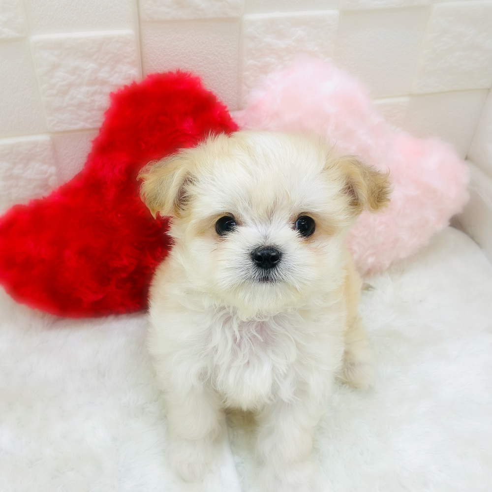 ハーフ犬男の子の写真