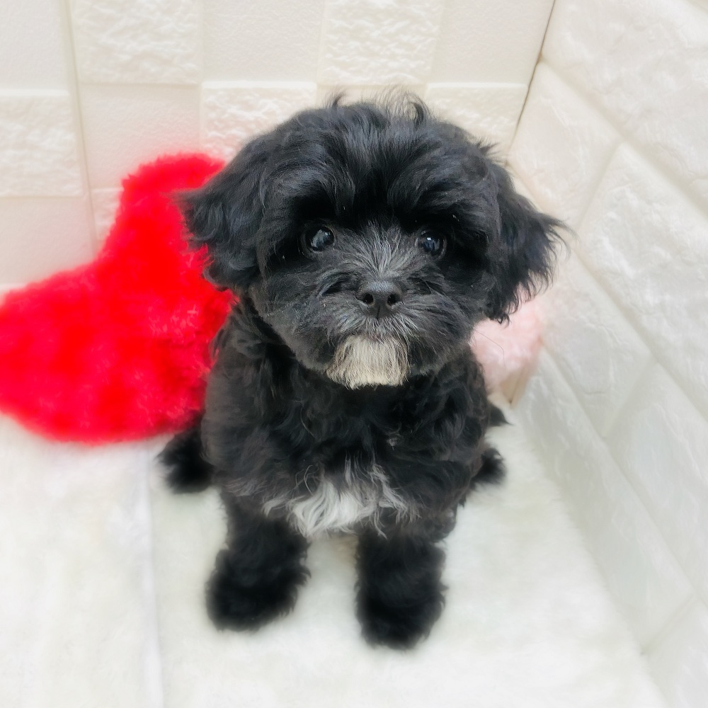 ハーフ犬女の子の写真