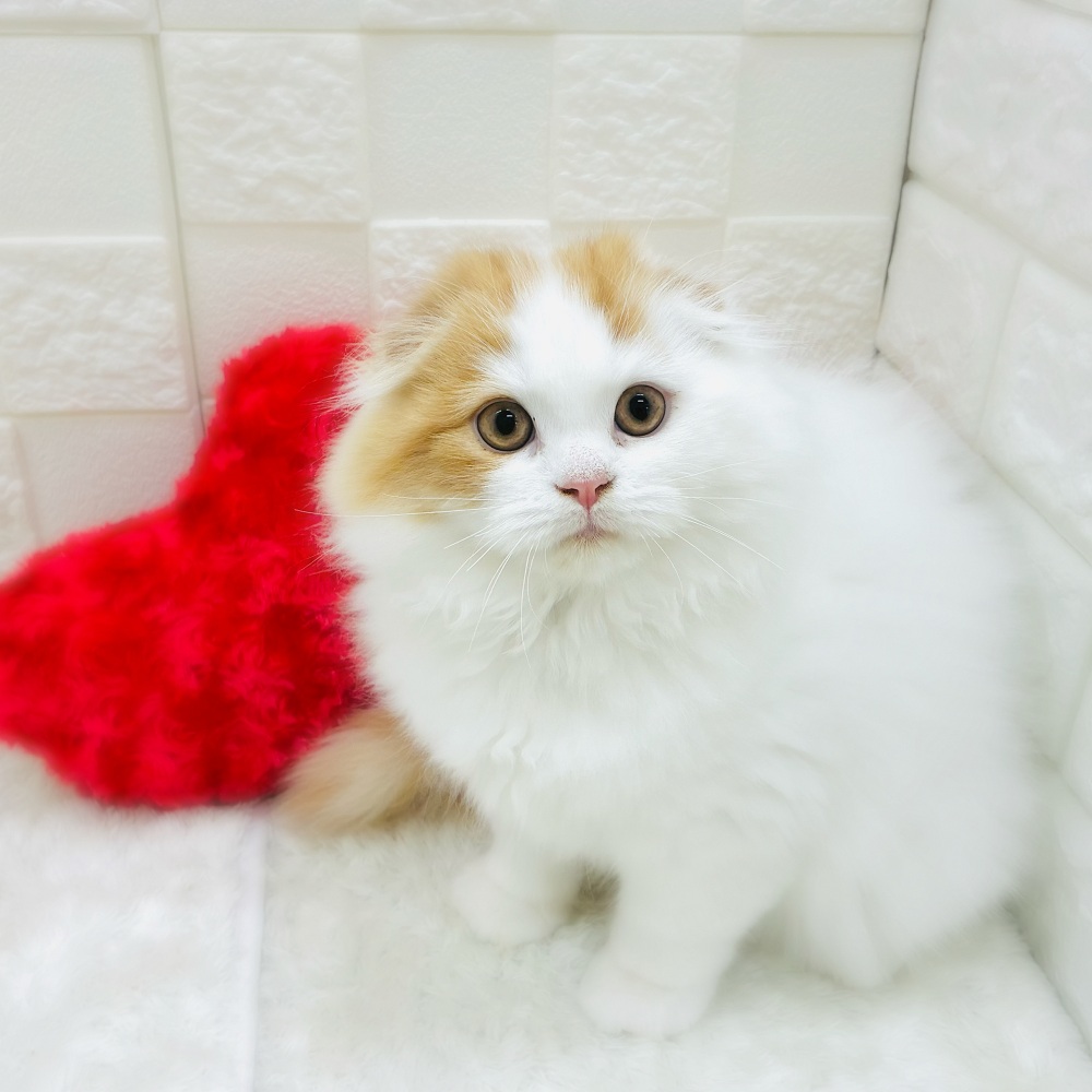 愛知県のスコティッシュフォールド (犬の家＆猫の里アミーゴ神の倉店/2025年8月18日生まれ/男の子/レッドタビーホワイトバン)の子猫の1枚目の画像