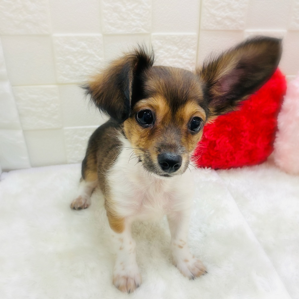 愛知県のチワックス(チワワ×ダックス) (犬の家＆猫の里アミーゴ神の倉店/2025年8月31日生まれ/男の子/レッドパイボールド)の子犬の1枚目の画像