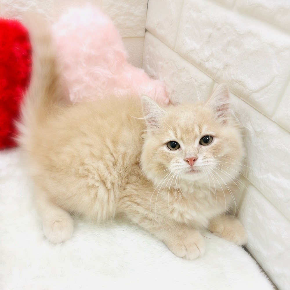 マンチカン男の子の写真