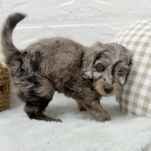 2025年7月19日生まれのダップー(ダックス×プードル)の7枚目の写真