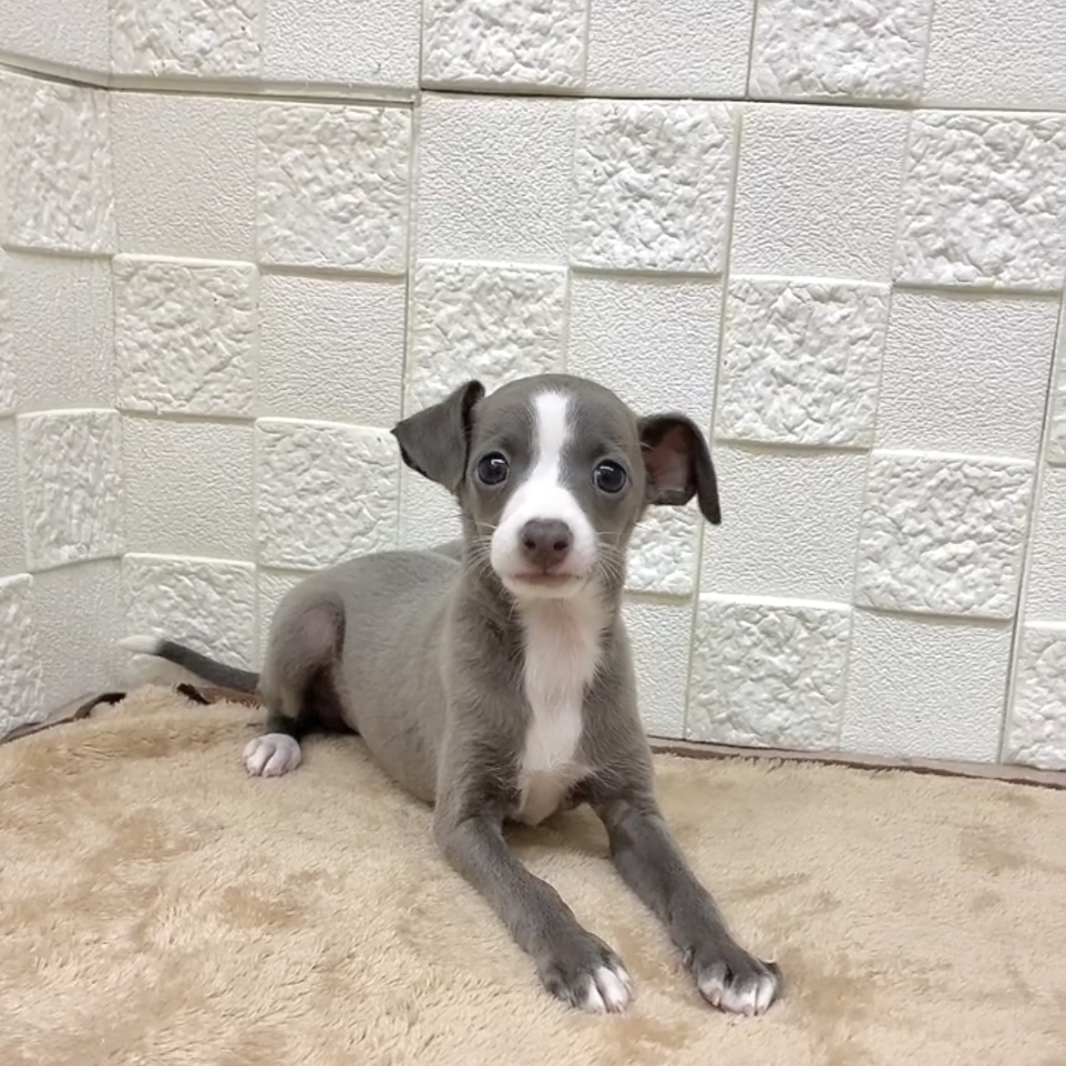 愛知県のイタリアングレーハウンド (犬の家＆猫の里碧南店/2025年9月2日生まれ/女の子/ブルーホワイト)の子犬の1枚目の画像