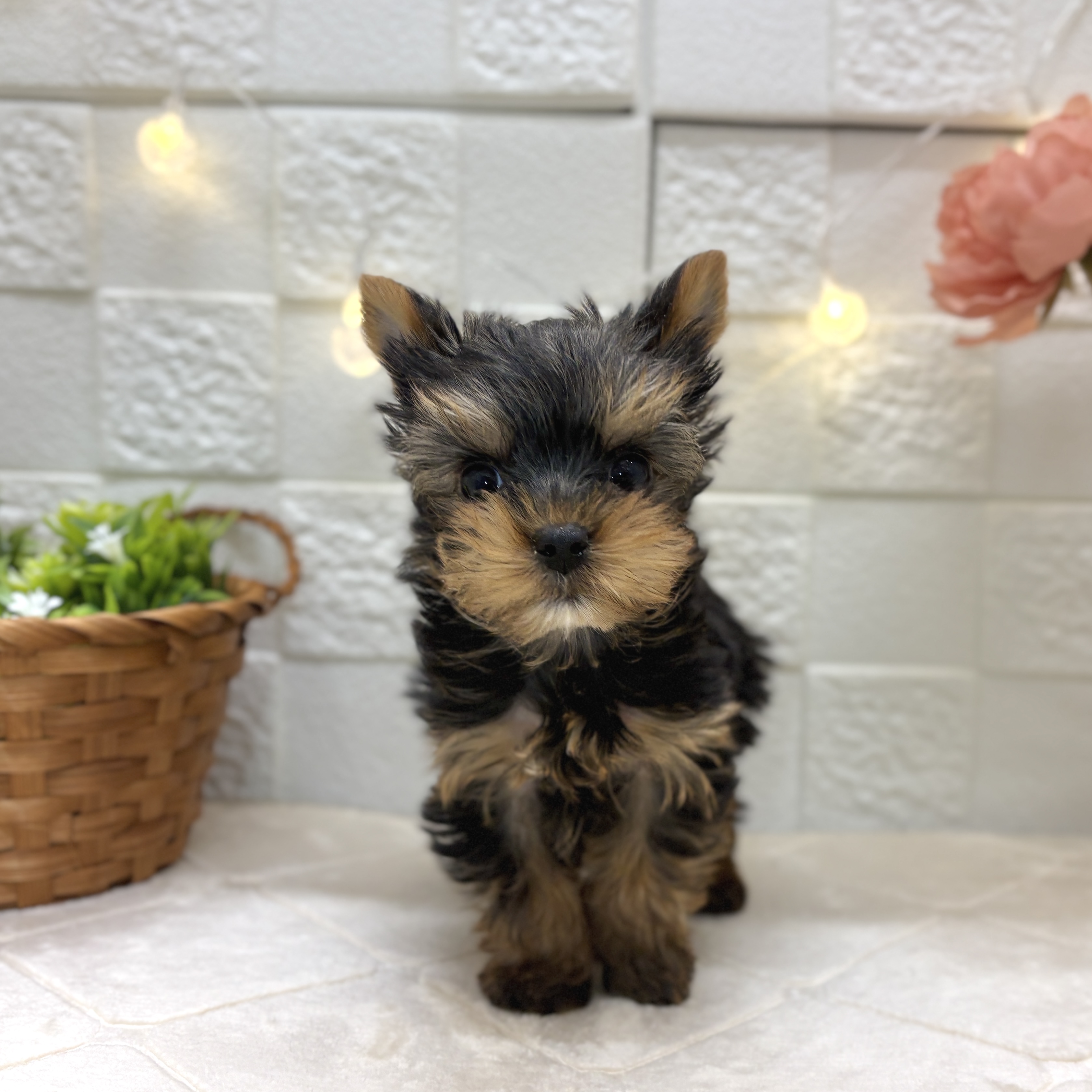 ヨークシャーテリア女の子の写真