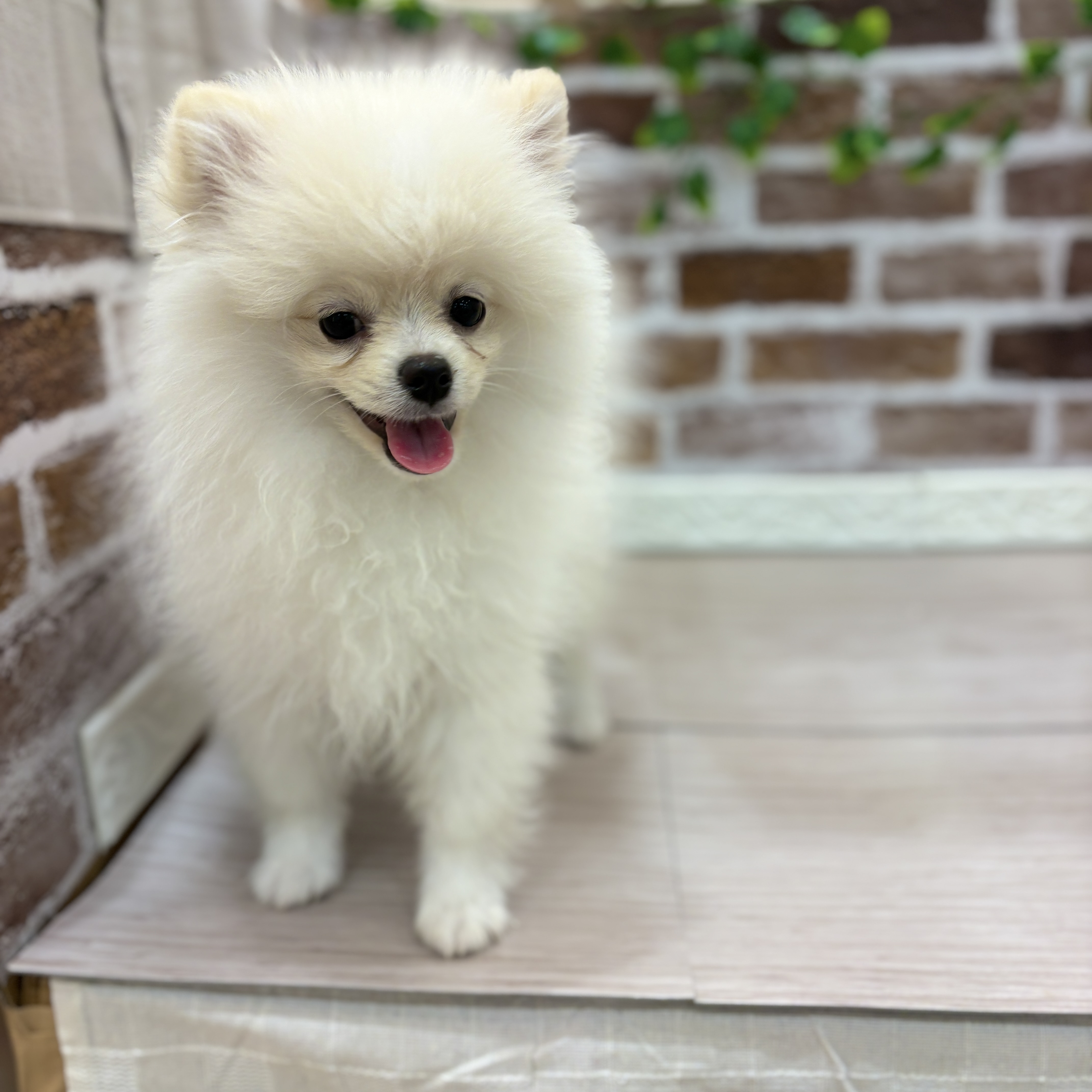 三重県のポメラニアン (犬の家＆猫の里三重桑名店/2025年12月3日生まれ/男の子/クリーム)の子犬の1枚目の画像
