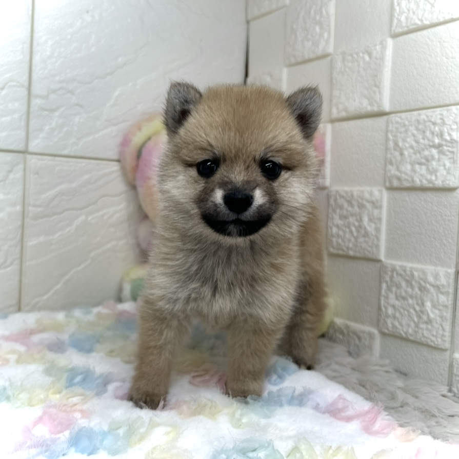 兵庫県のポメ柴/豆ポメ/ポメ豆柴(ポメラニアン×柴犬) (犬の家＆猫の里ゆめタウン姫路店/2025年11月8日生まれ/女の子/オレンジ)の子犬の1枚目の画像