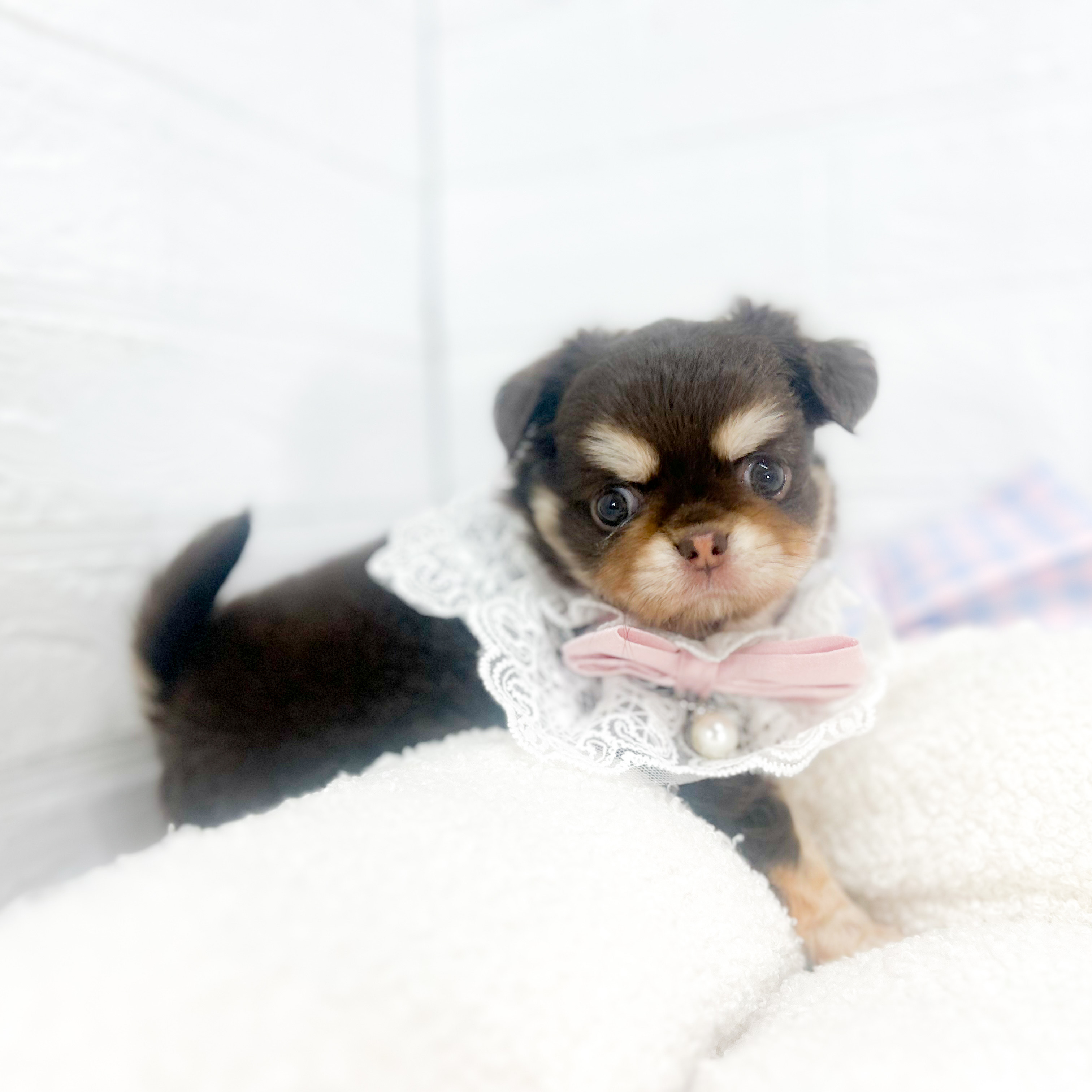 2025年7月1日生まれのチワワ(ロング)の7枚目の写真