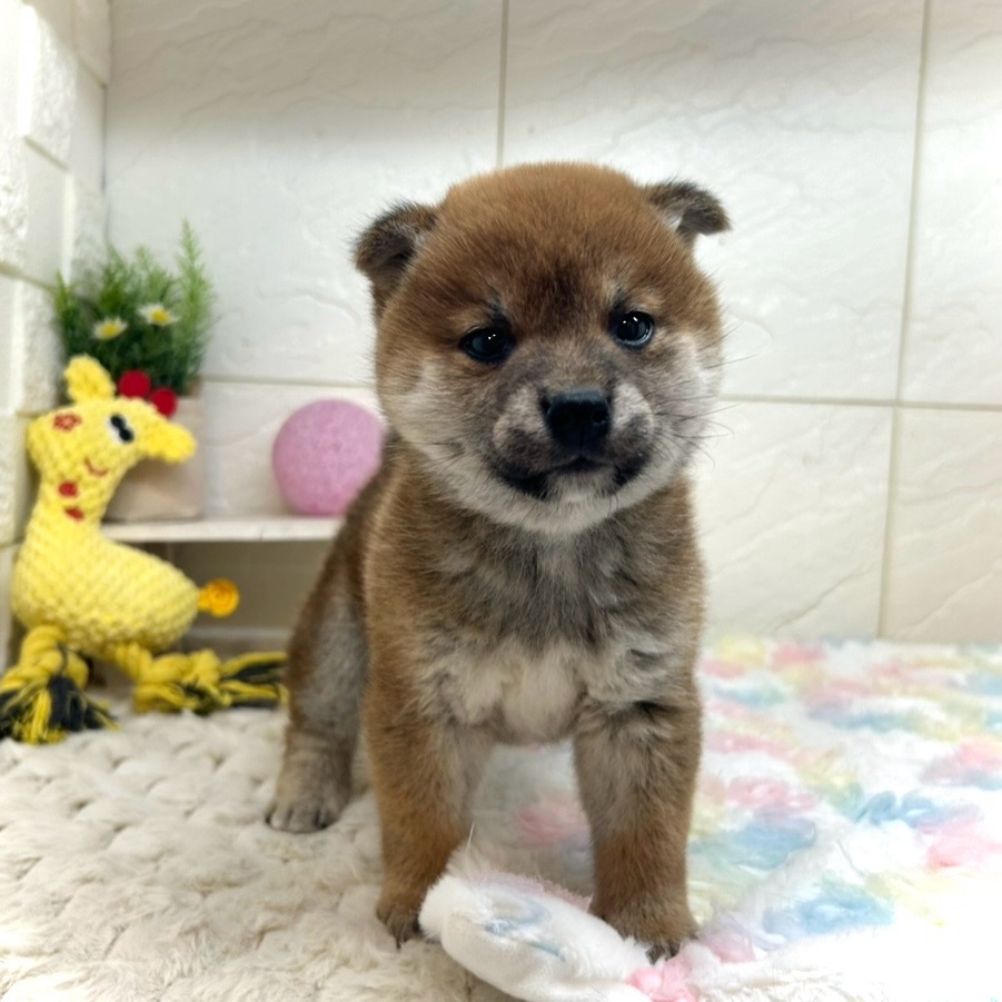 兵庫県の柴犬(標準サイズ) (犬の家＆猫の里ゆめタウン姫路店/2025年11月9日生まれ/女の子/赤)の子犬の1枚目の画像