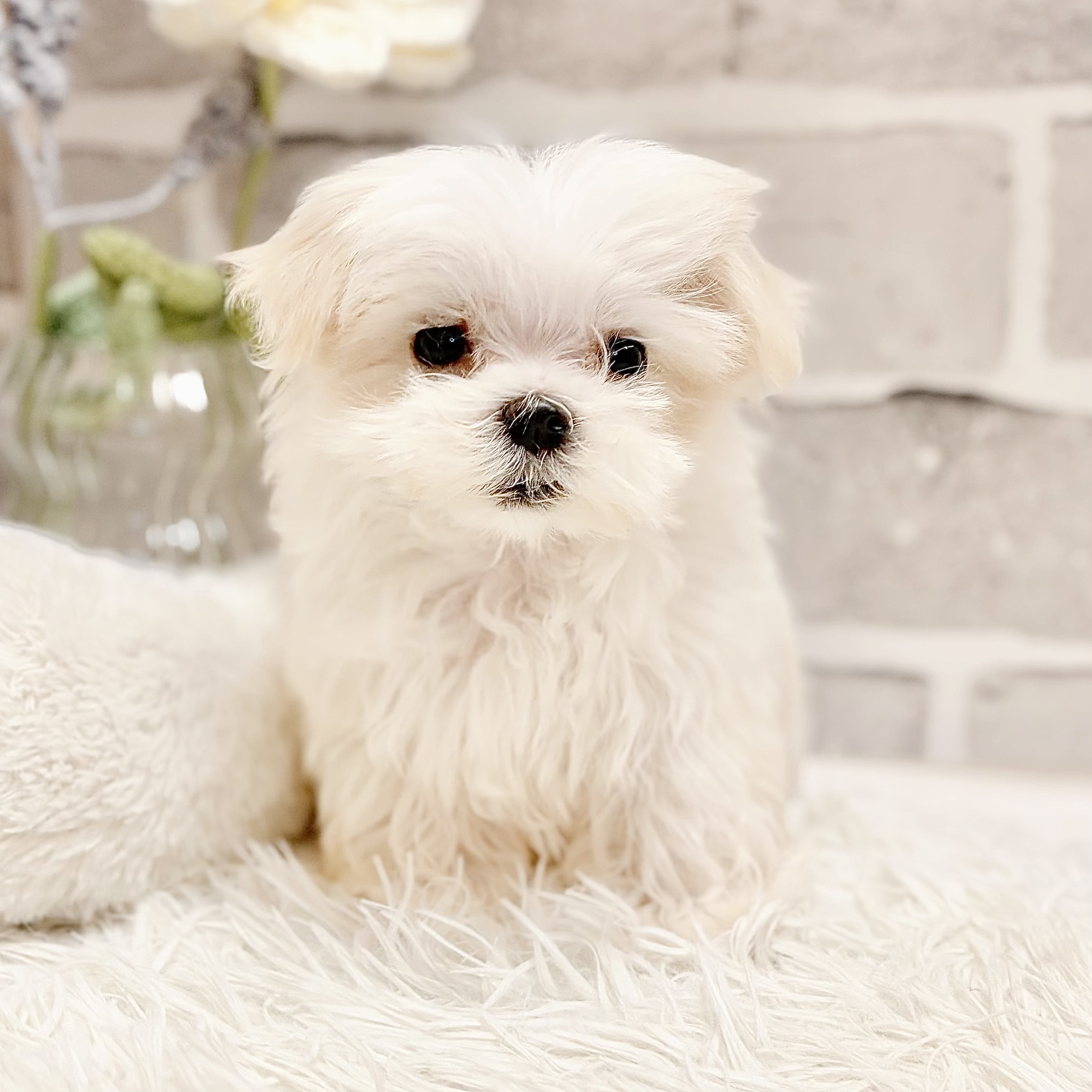 兵庫県のマルチーズ (犬の家＆猫の里神戸店/2026年4月9日生まれ/男の子/ホワイト)の子犬