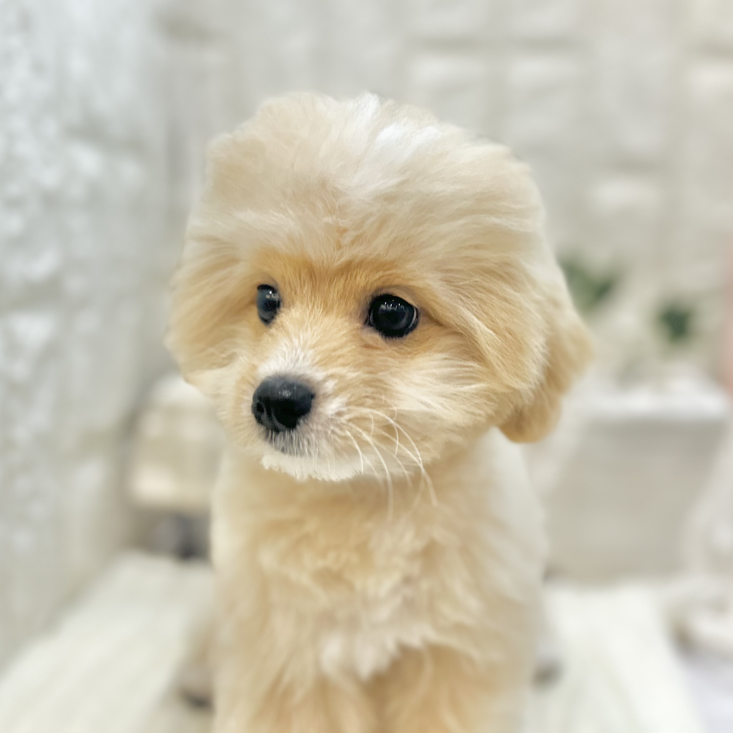 岡山県のポメプー(ポメラニアン×プードル) (犬の家＆猫の里倉敷店/2025年4月22日生まれ/男の子/アプリコットホワイト)の子犬の1枚目の画像