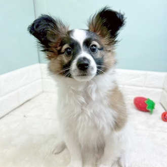 静岡県のパピヨン (犬の家＆猫の里マークイズ静岡店/2025年9月2日生まれ/男の子/ホワイトブラウン)の子犬の1枚目の画像