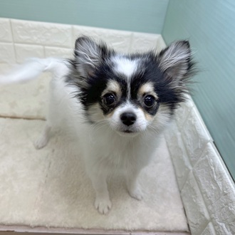 静岡県のポメチワ/チワポメ/ポメチー(ポメラニアン×チワワ) (犬の家＆猫の里マークイズ静岡店/2025年8月12日生まれ/女の子/ホワイトブラック)の子犬の1枚目の画像