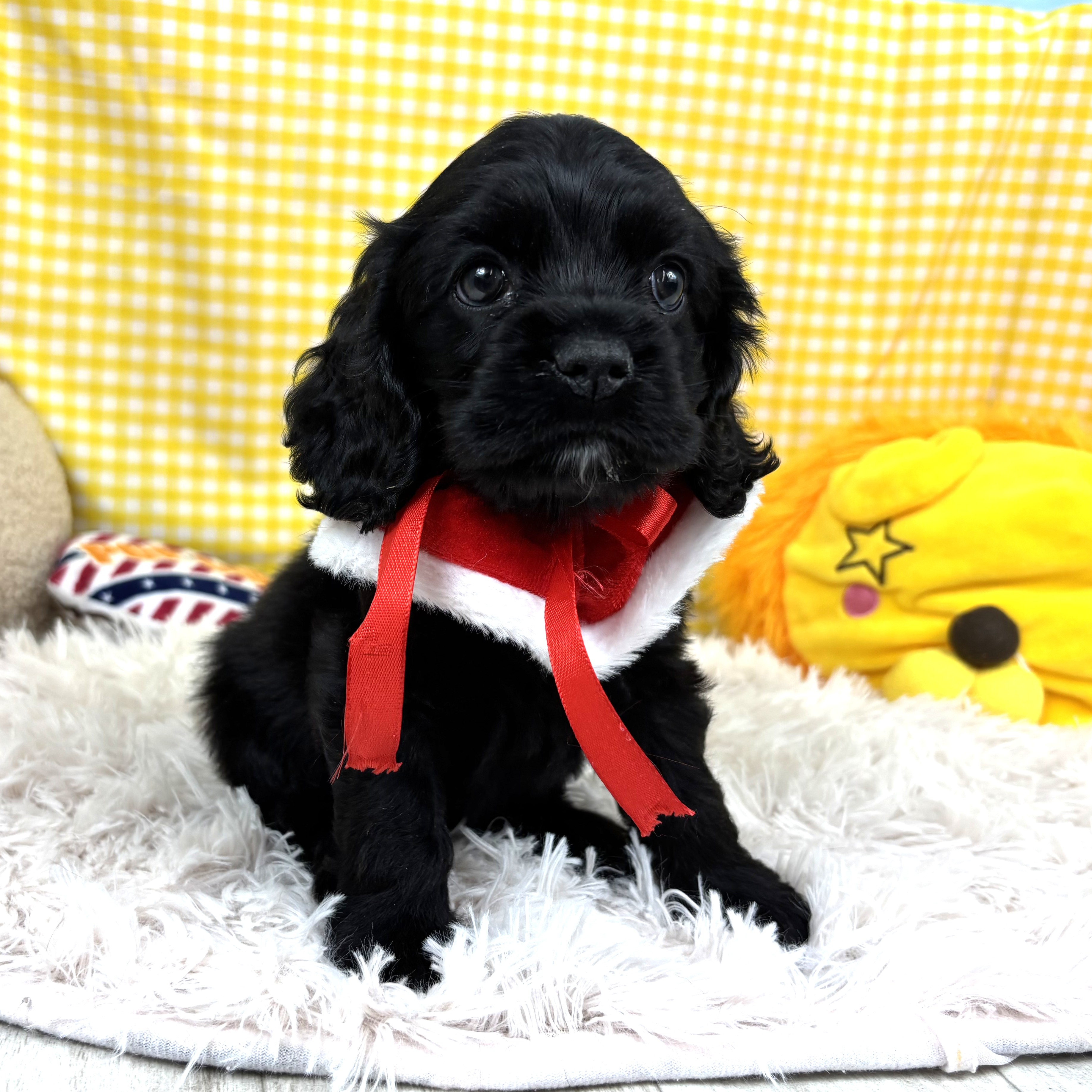 兵庫県のアメリカンコッカースパニエル (犬の家＆猫の里川西店/2025年10月26日生まれ/女の子/ブラック)の子犬の1枚目の画像