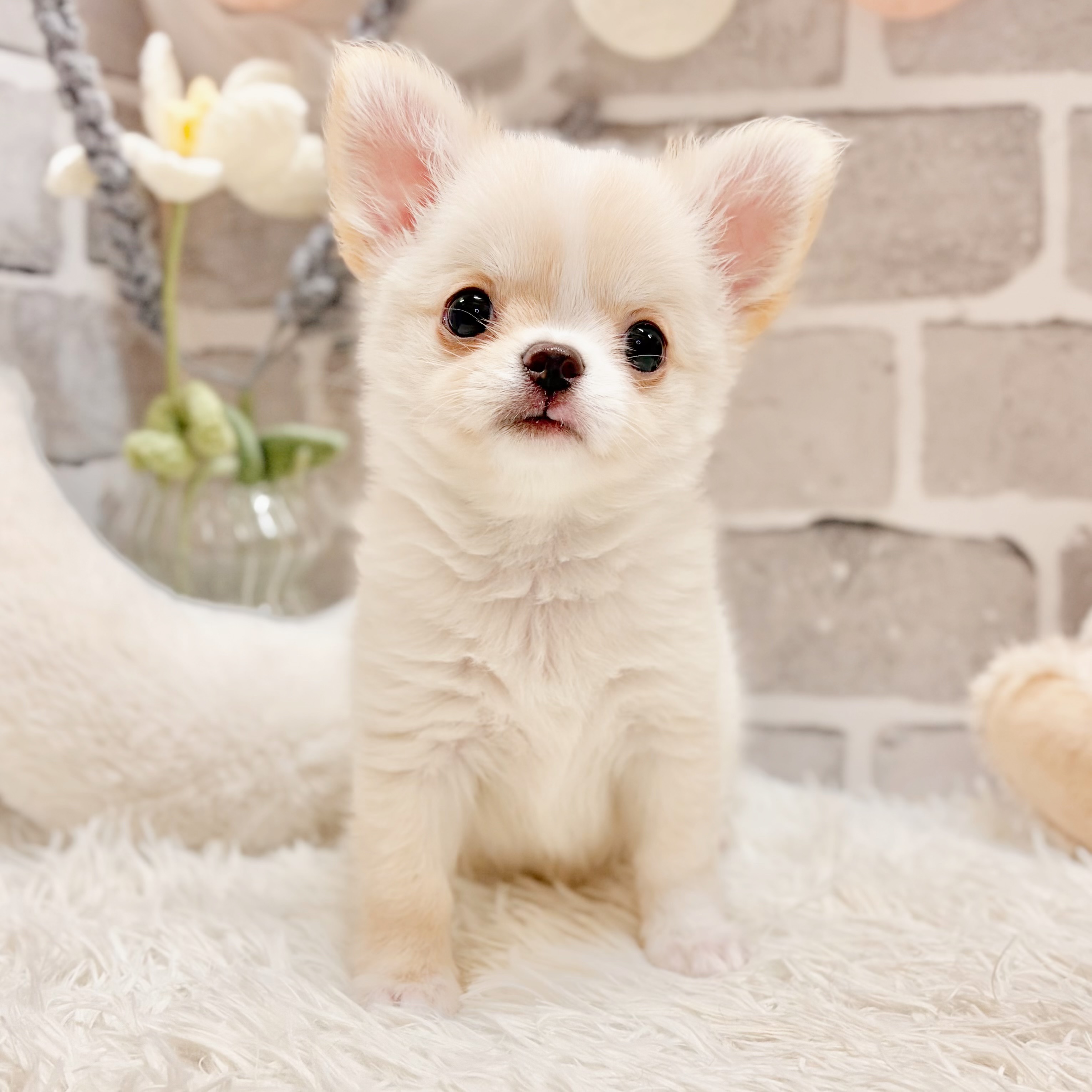 兵庫県のチワワ(ロング) (犬の家＆猫の里神戸店/2026年4月19日生まれ/男の子/クリームホワイト)の子犬の1枚目の画像