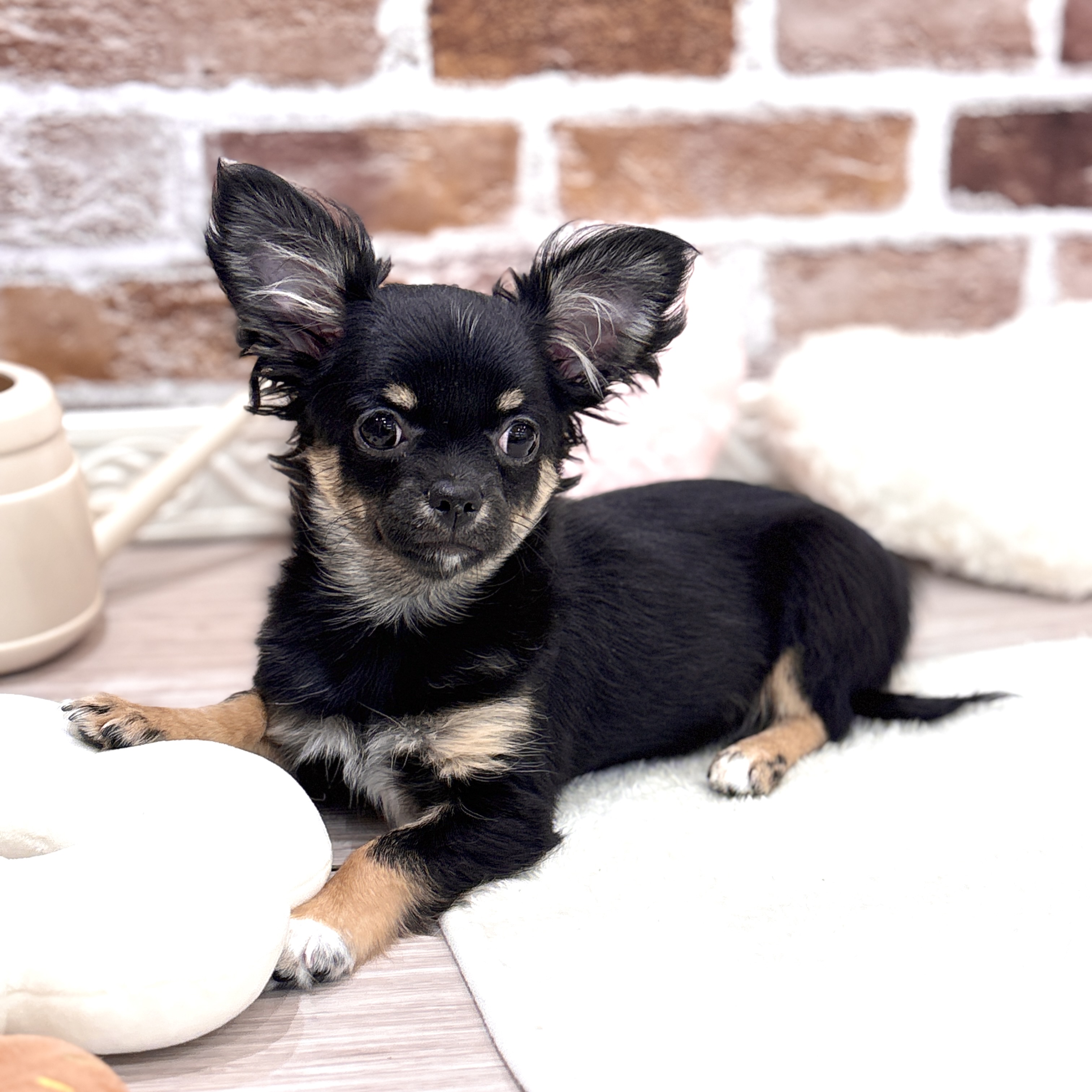 三重県のチワワ(ロング) (犬の家＆猫の里三重桑名店/2025年11月30日生まれ/女の子/ブラックタンホワイト)の子犬の1枚目の画像