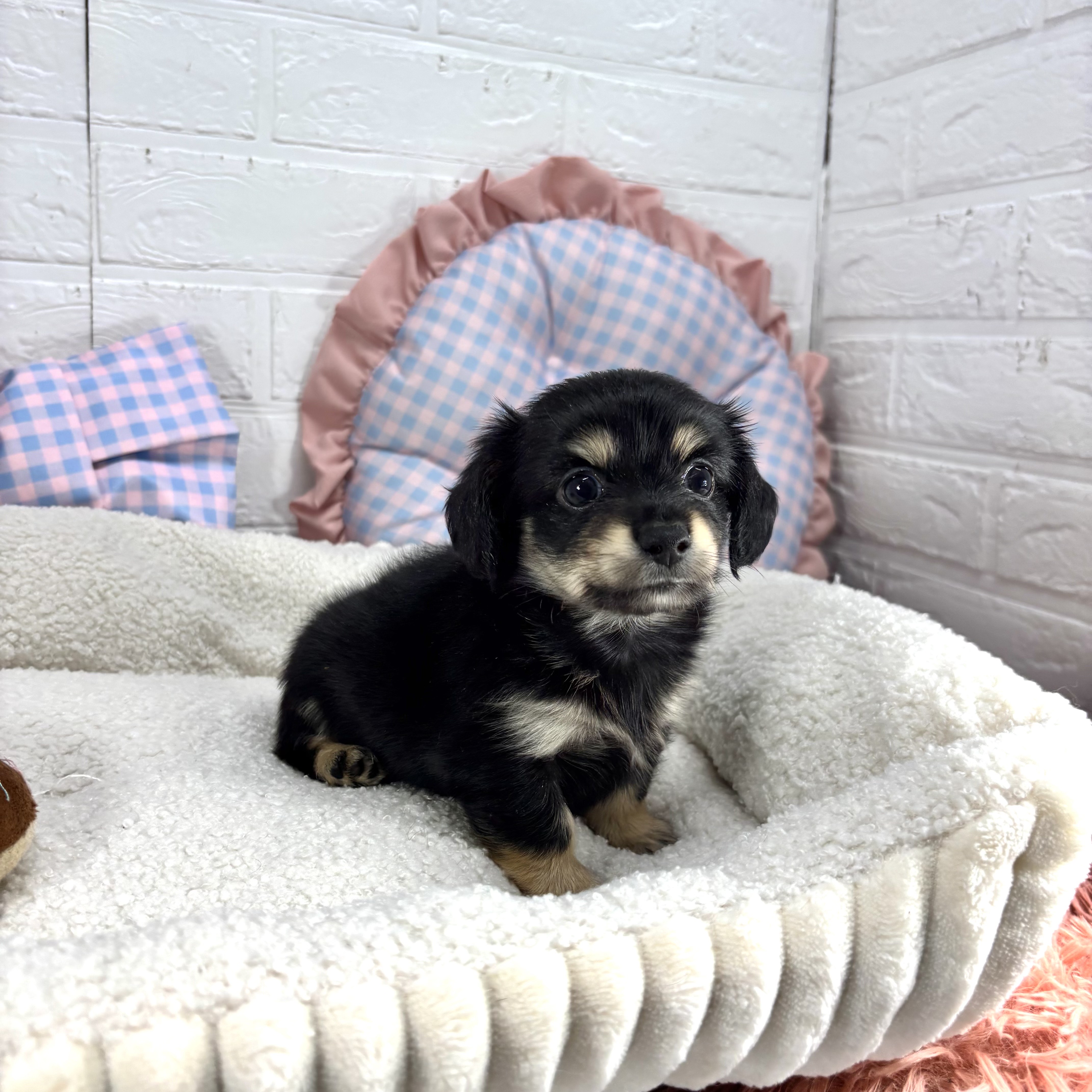 神奈川県のチワックス(チワワ×ダックス) (犬の家＆猫の里モザイクモール港北店/2025年6月24日生まれ/男の子/ブラックタン)の子犬の1枚目の画像