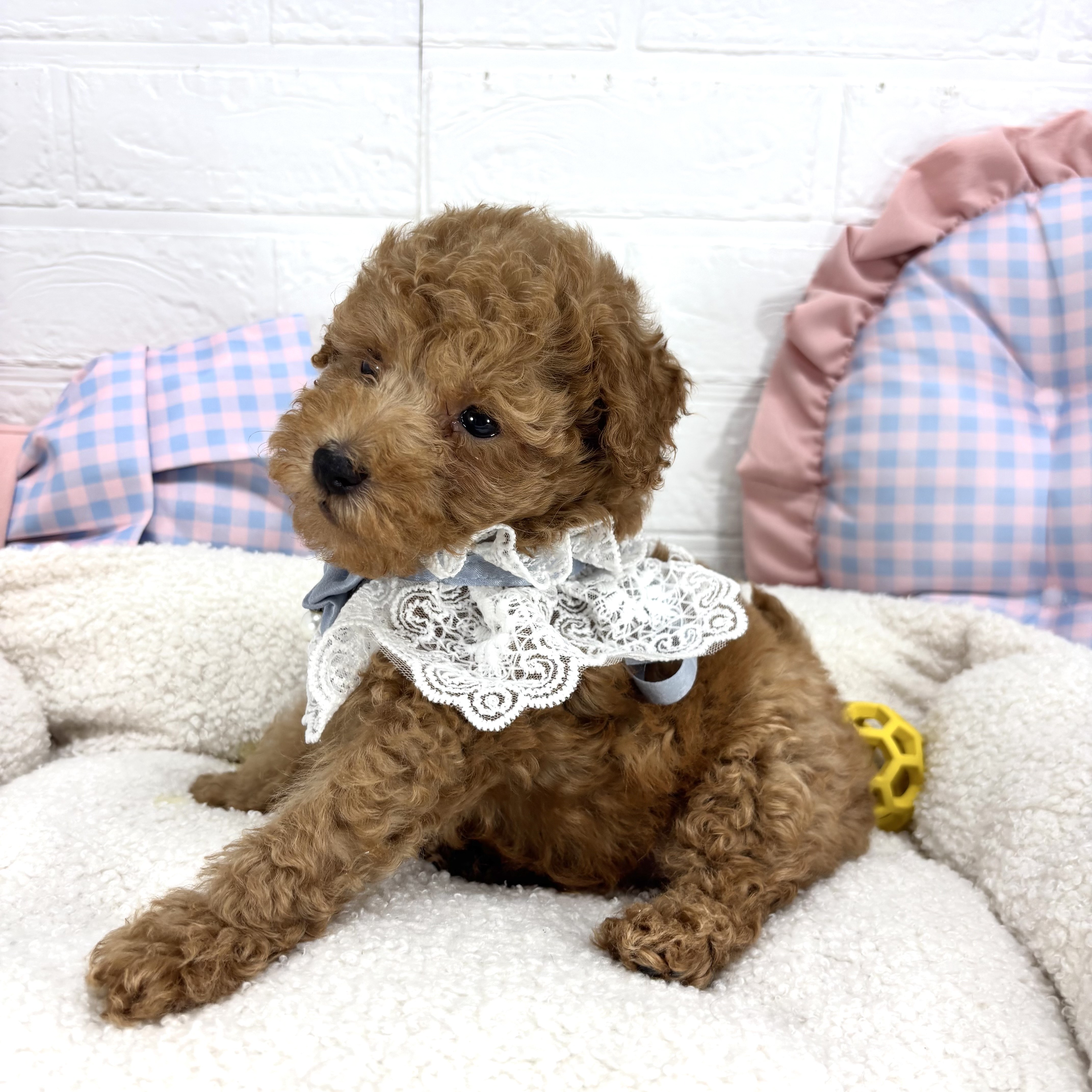 神奈川県のトイプードル(トイ) (犬の家＆猫の里元住吉ブレーメン通り店/2025年7月1日生まれ/男の子/アプリコット)の子犬の1枚目の画像