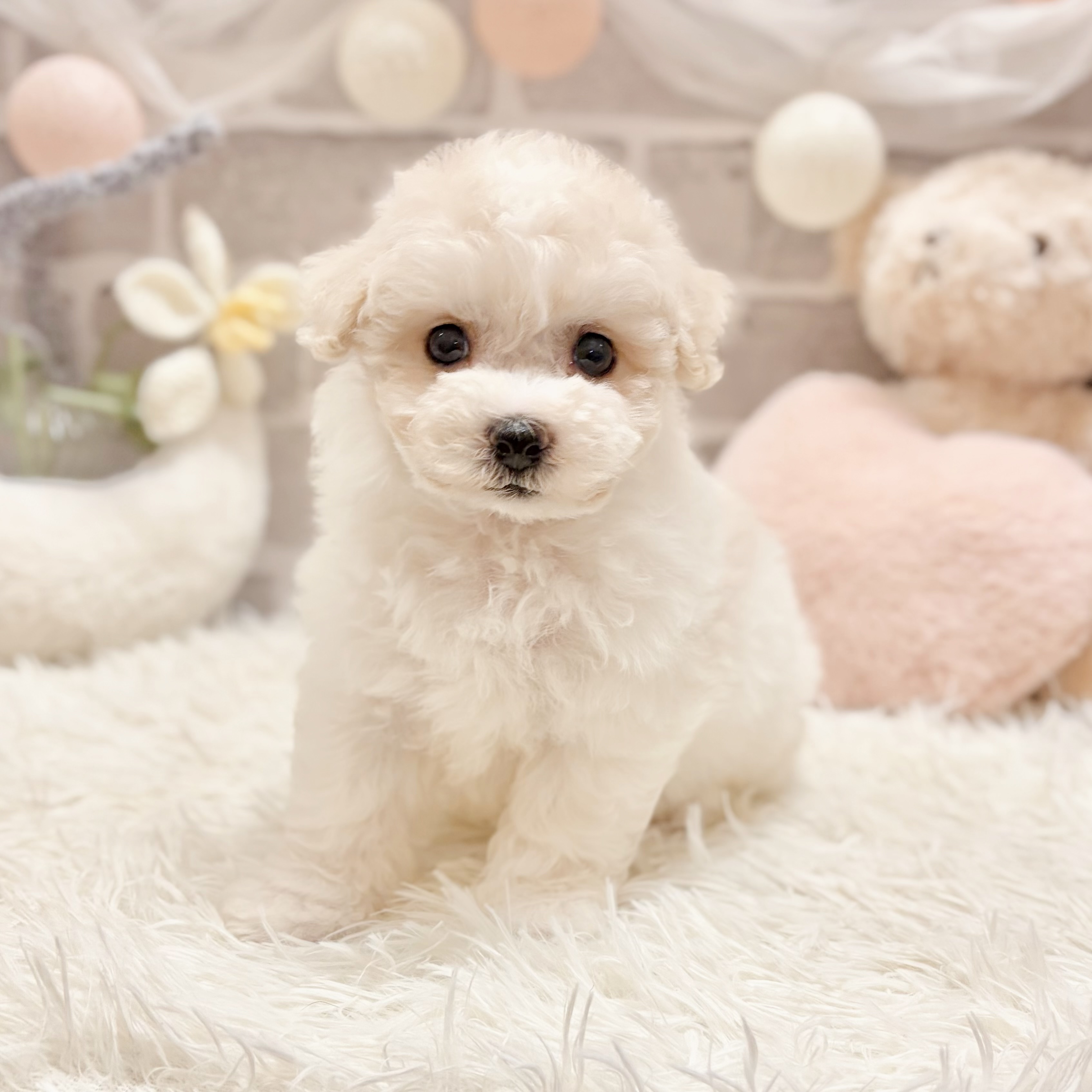 兵庫県のハーフ犬・ミックス犬 (犬の家＆猫の里神戸店/2026年5月23日生まれ/女の子/クリームホワイト)の子犬の1枚目の画像