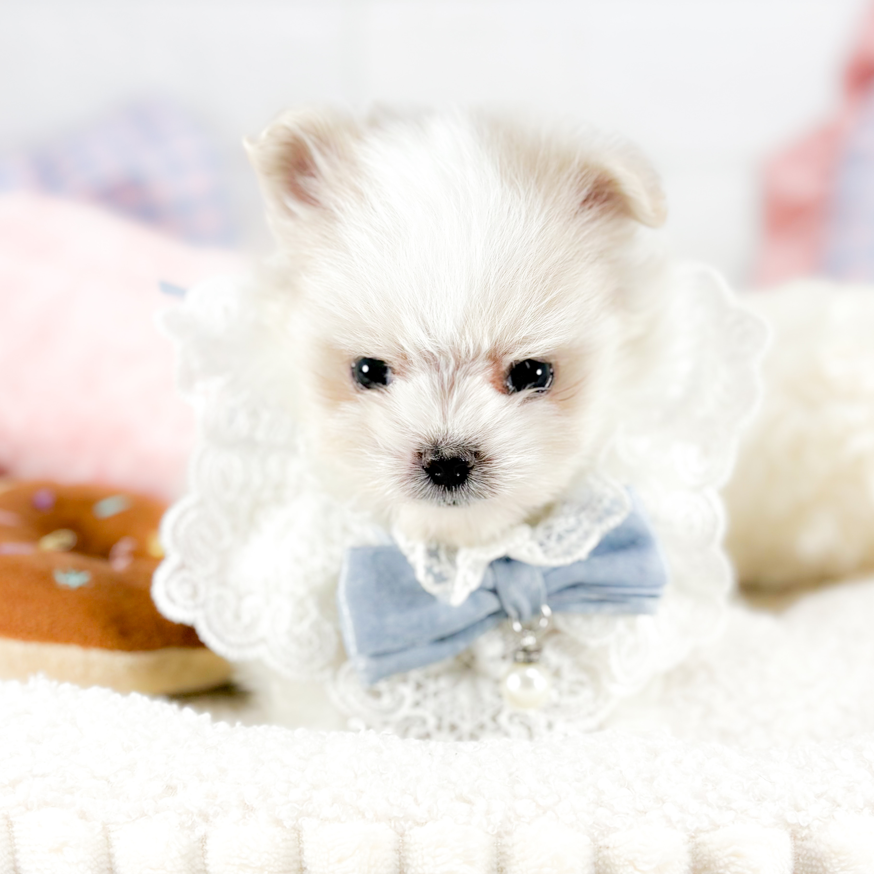 神奈川県のポメマル/マルポメ(ポメラニアン×マルチーズ) (犬の家＆猫の里元住吉ブレーメン通り店/2025年9月14日生まれ/男の子/ホワイト)の子犬