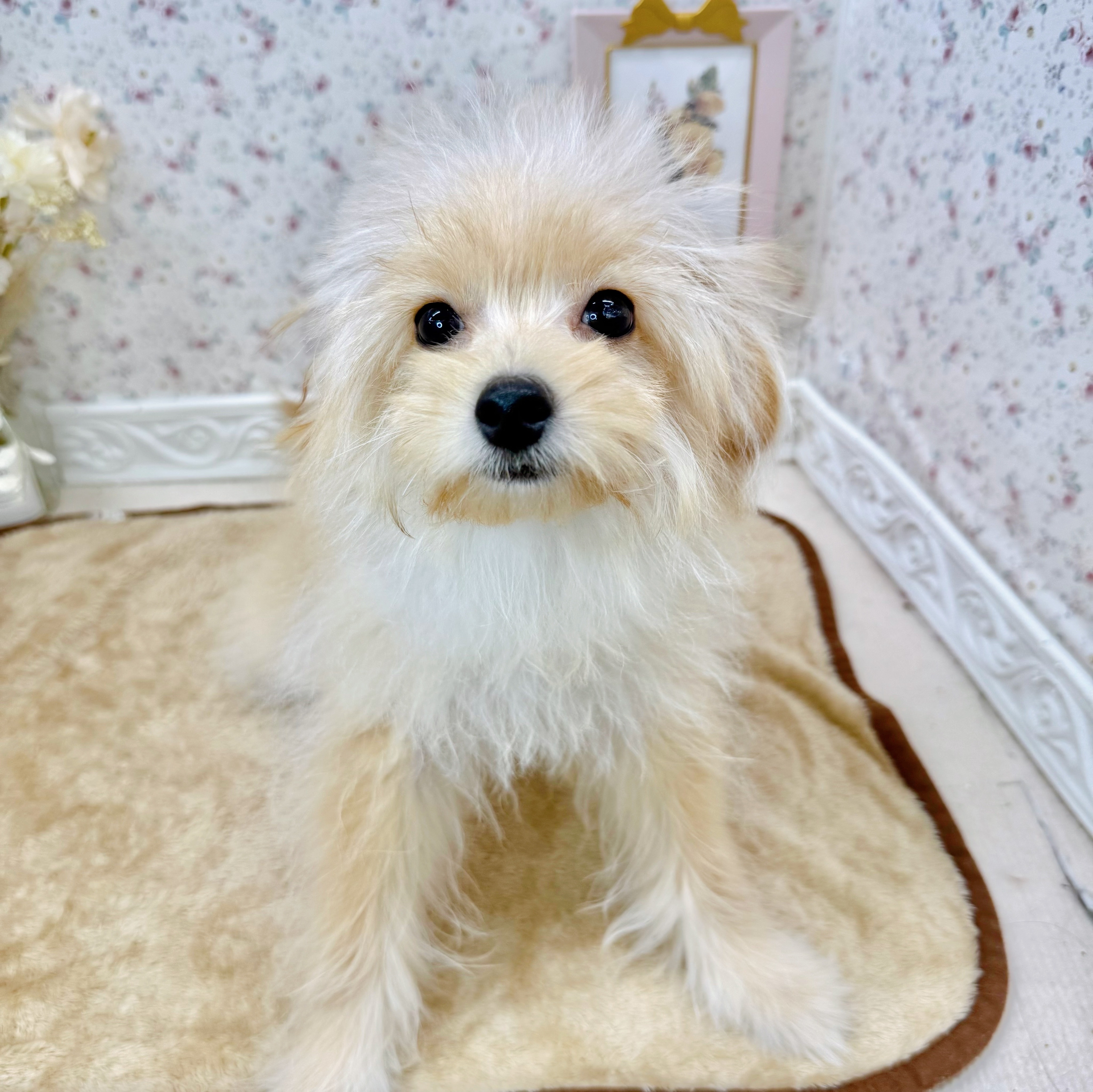 石川県のポメプー(ポメラニアン×プードル) (犬の家＆猫の里アミーゴ金沢有松店/2025年6月20日生まれ/男の子/アプリコット)の子犬の1枚目の画像