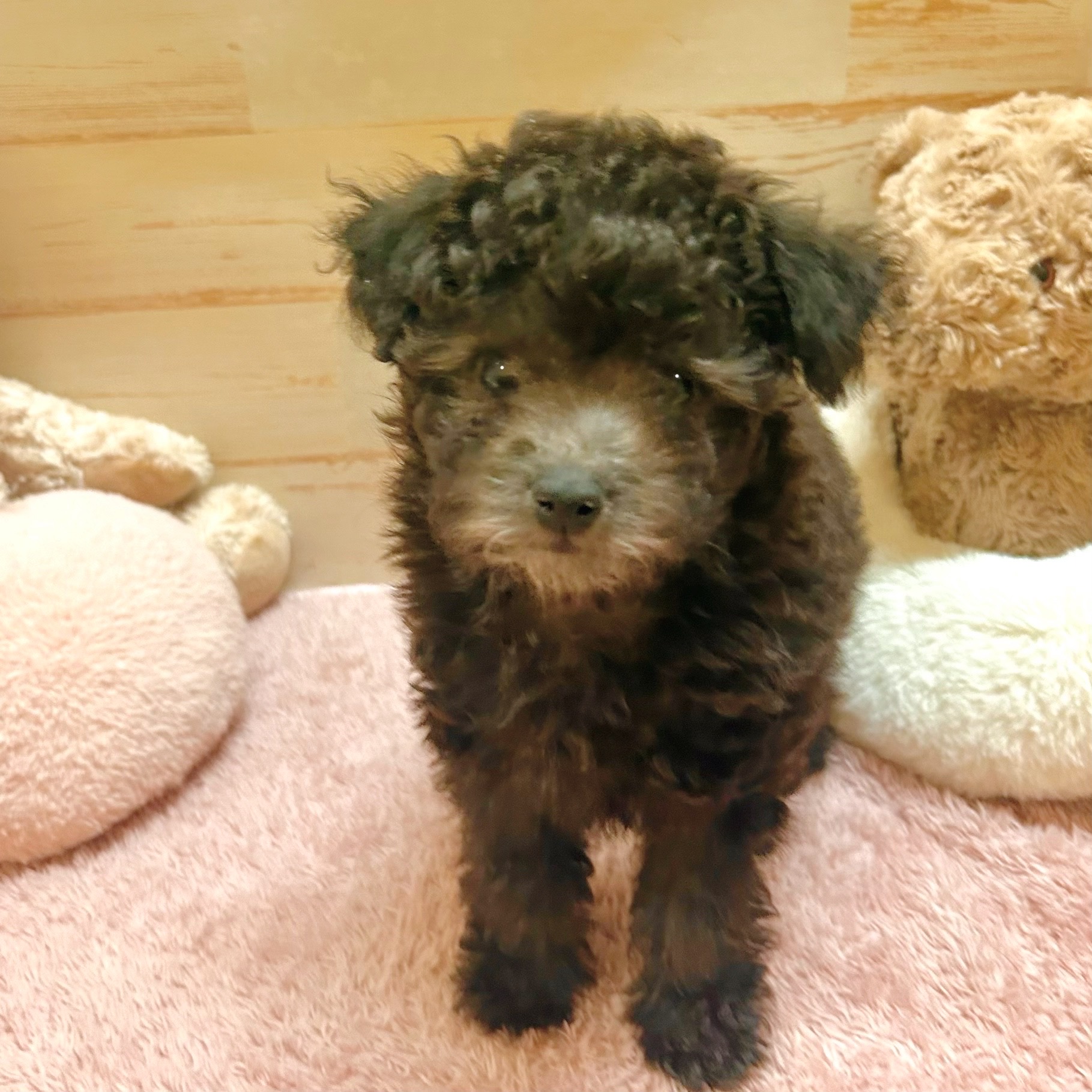 兵庫県のトイプードル(トイ) (犬の家＆猫の里神戸店/2025年11月5日生まれ/女の子/グレー)の子犬の1枚目の画像