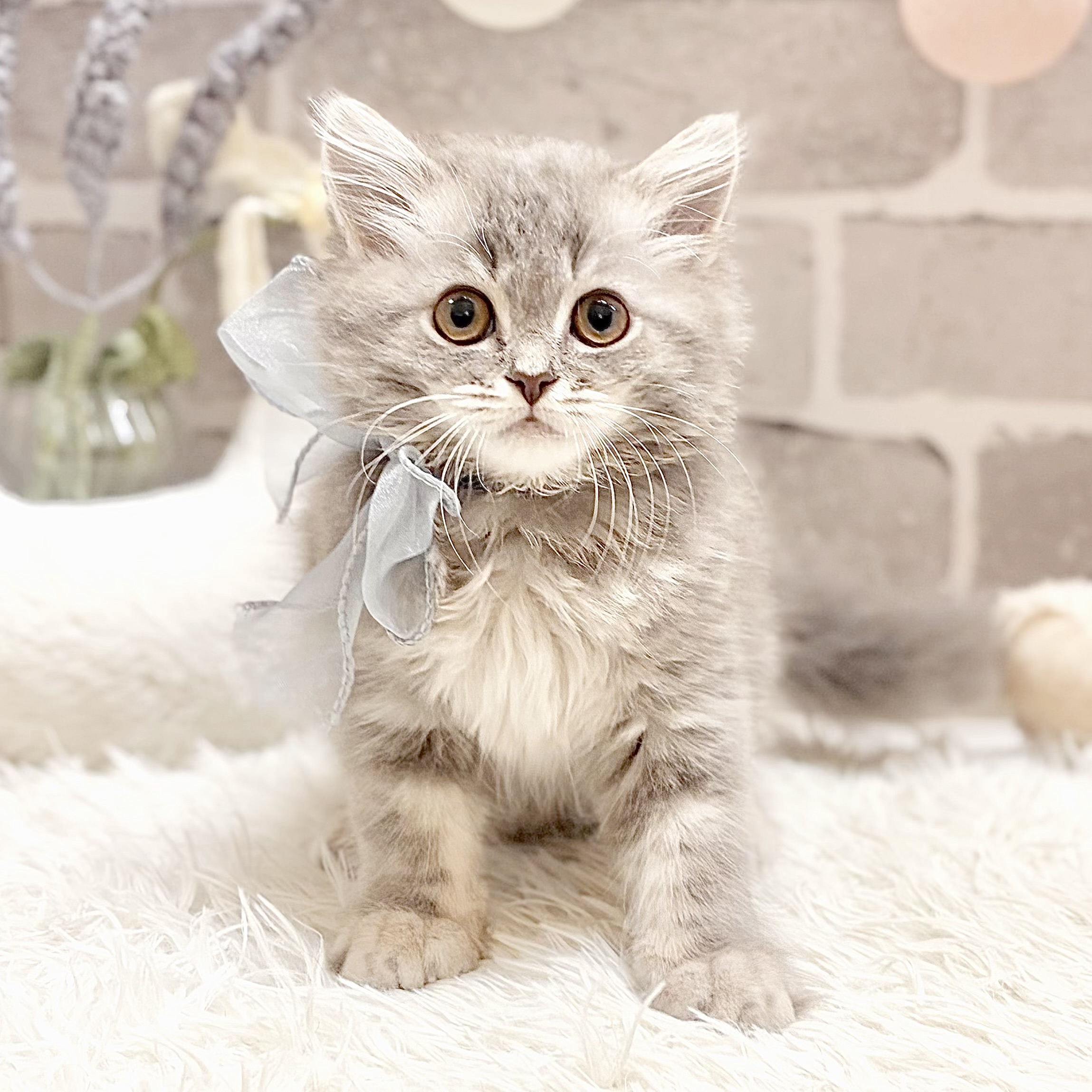 兵庫県のラガマフィン (犬の家＆猫の里神戸店/2026年6月3日生まれ/女の子/ブルータビー)の子猫の1枚目の画像