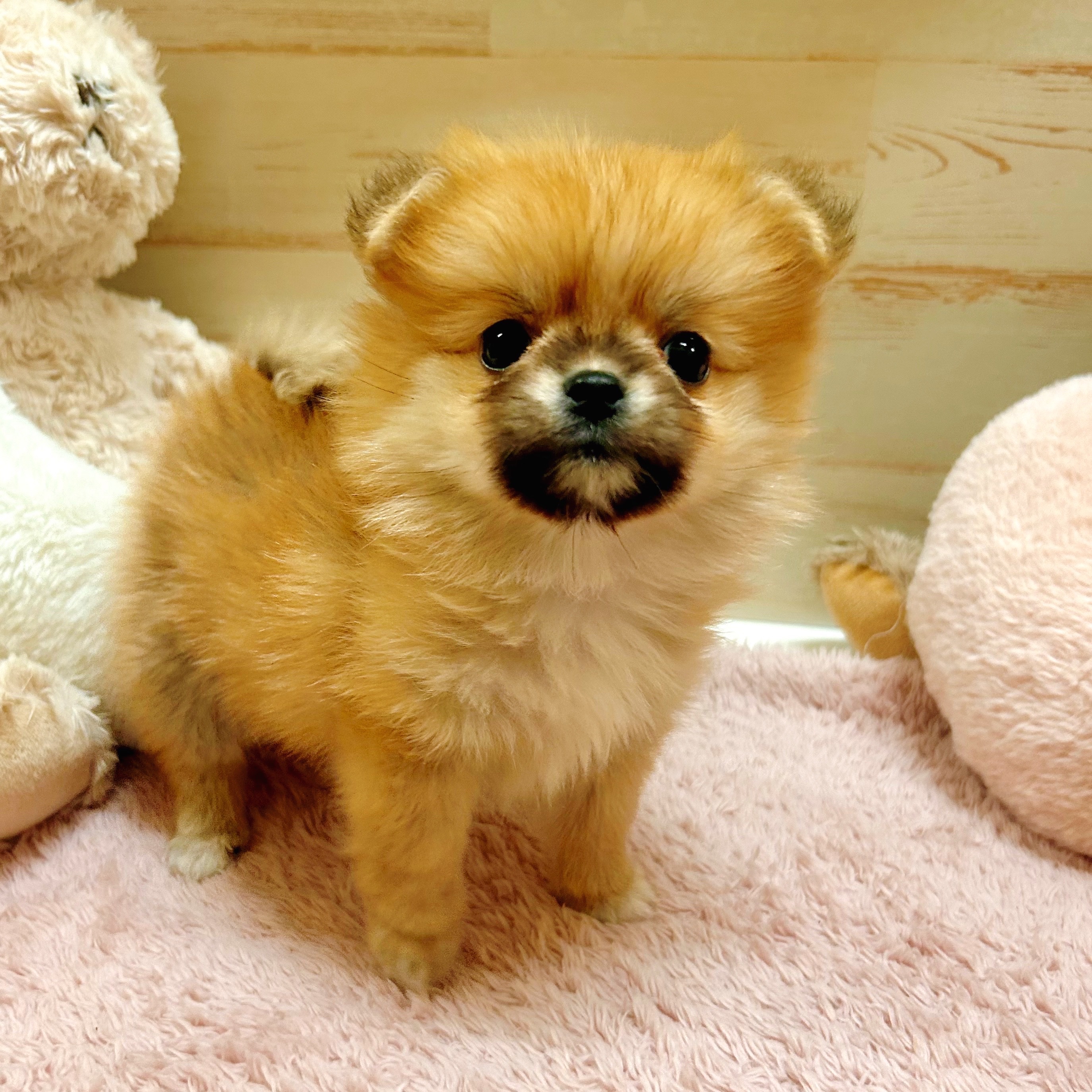 兵庫県のポメチワ/チワポメ/ポメチー(ポメラニアン×チワワ) (犬の家＆猫の里神戸店/2025年11月15日生まれ/女の子/オレンジ)の子犬の1枚目の画像
