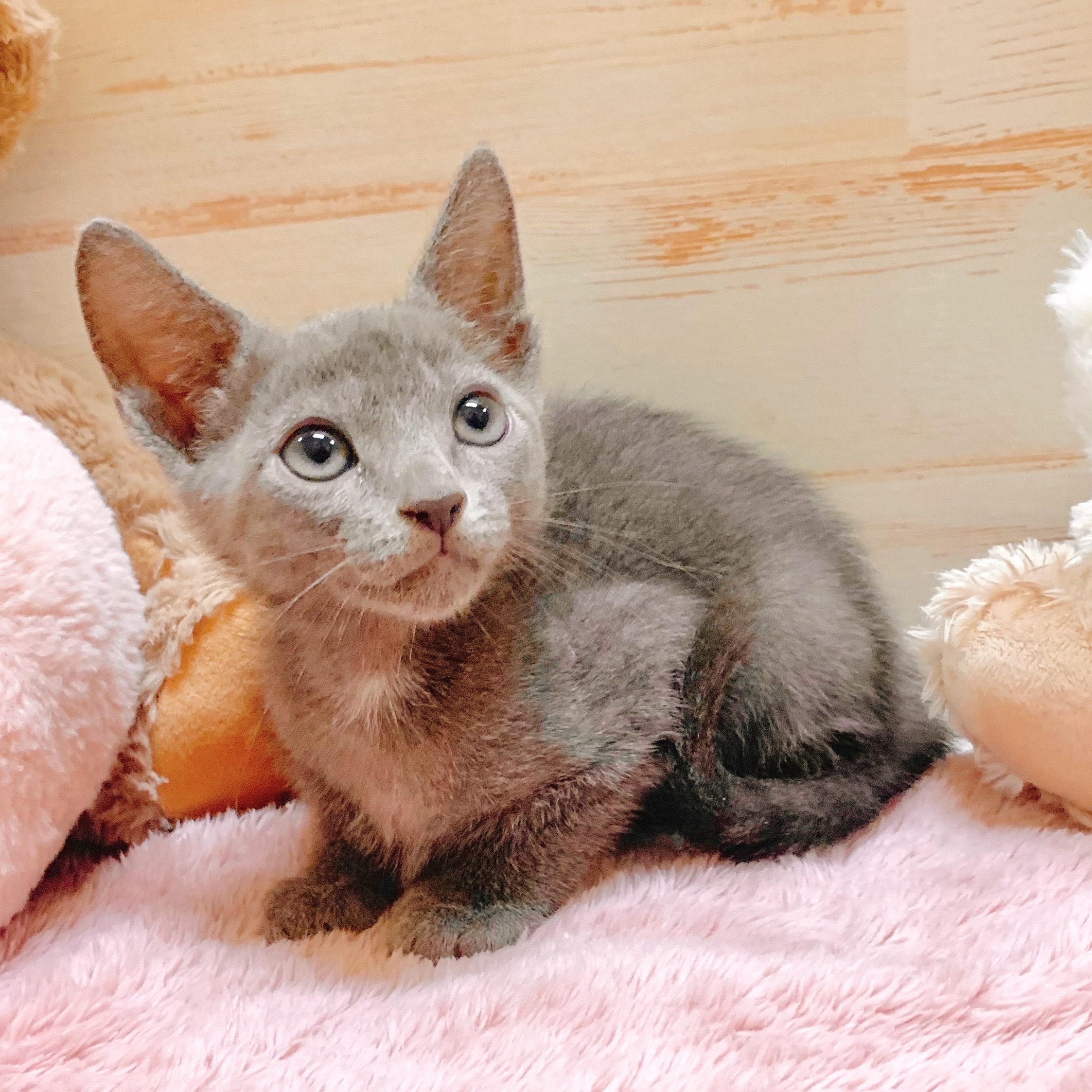 兵庫県のロシアンブルー (犬の家＆猫の里神戸店/2025年6月10日生まれ/男の子/ブルー)の子猫