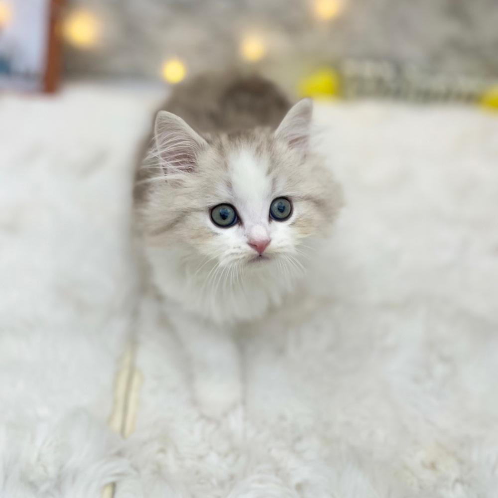 生体画像７