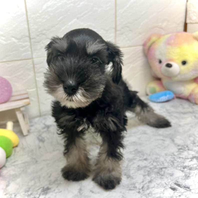 兵庫県のミニチュアシュナウザー (犬の家＆猫の里ゆめタウン姫路店/2025年5月20日生まれ/女の子/ブラックシルバー)の子犬の1枚目の画像