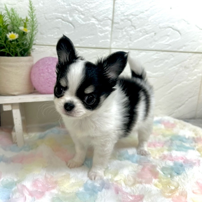 チワワ（ロング）男の子の写真