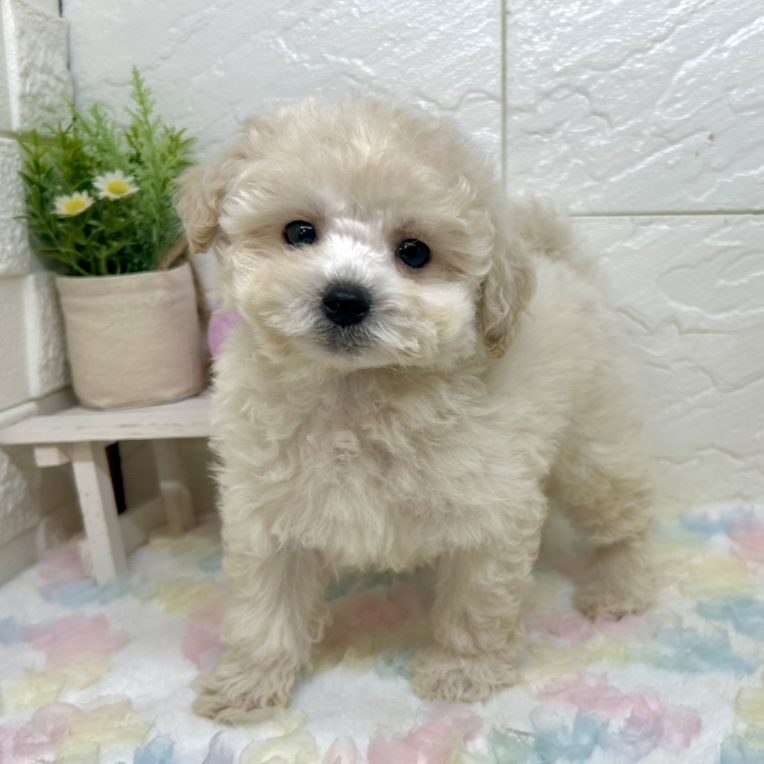 ハーフ犬男の子の写真