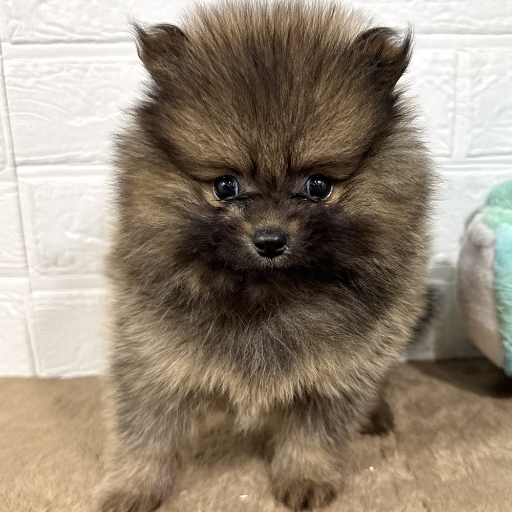 兵庫県のポメラニアン (犬の家＆猫の里ニッケパークタウン加古川店/2025年7月25日生まれ/男の子/オレンジセーブル)の子犬