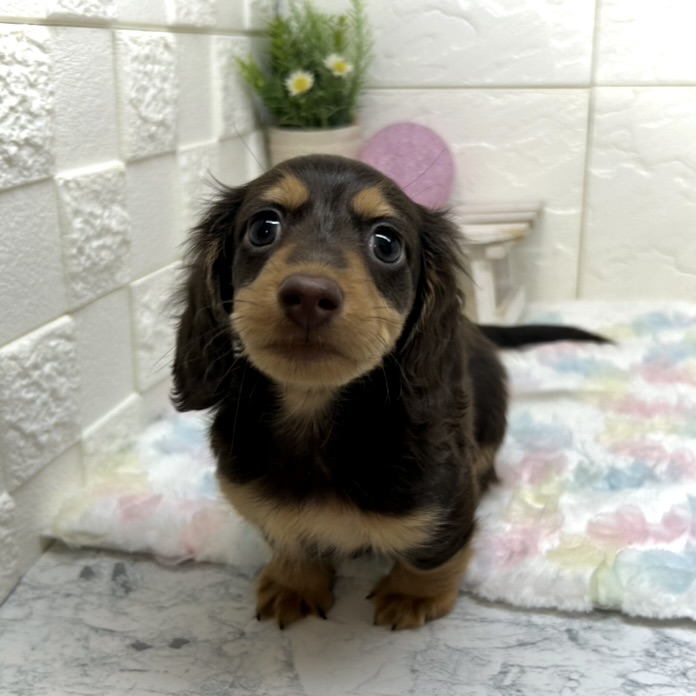 兵庫県のミニチュアダックスフンド(ロング) (犬の家＆猫の里ゆめタウン姫路店/2025年10月25日生まれ/男の子/チョコレートタン)の子犬の1枚目の画像