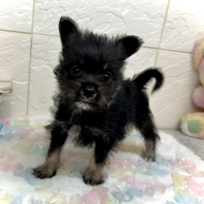 兵庫県のポメシュナ/シュナポメ(ポメラニアン×シュナウザー) (犬の家＆猫の里ゆめタウン姫路店/2025年8月30日生まれ/女の子/ブラックタン)の子犬の1枚目の画像