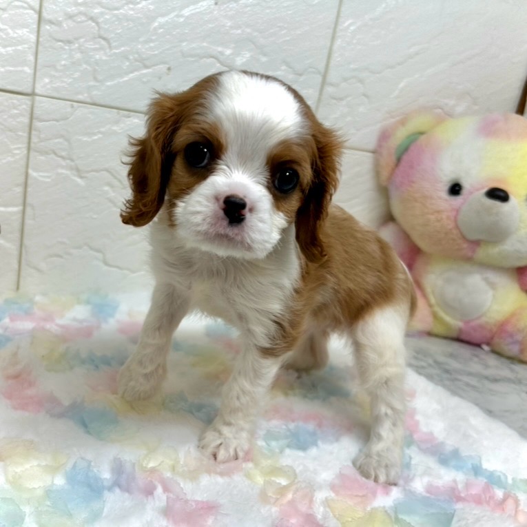 兵庫県のキャバリアキングチャールズスパニエル (犬の家＆猫の里ゆめタウン姫路店/2025年8月26日生まれ/男の子/ブレンハイム)の子犬の1枚目の画像