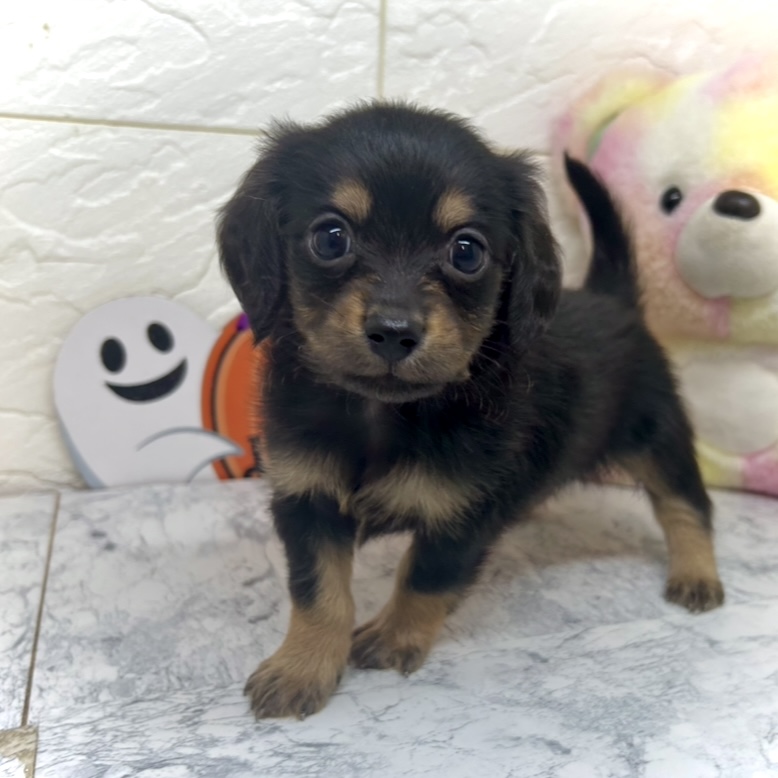 兵庫県のチワックス(チワワ×ダックス) (犬の家＆猫の里ゆめタウン姫路店/2025年6月30日生まれ/男の子/ブラックタン)の子犬