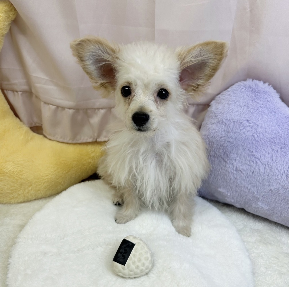 ハーフ犬男の子の写真