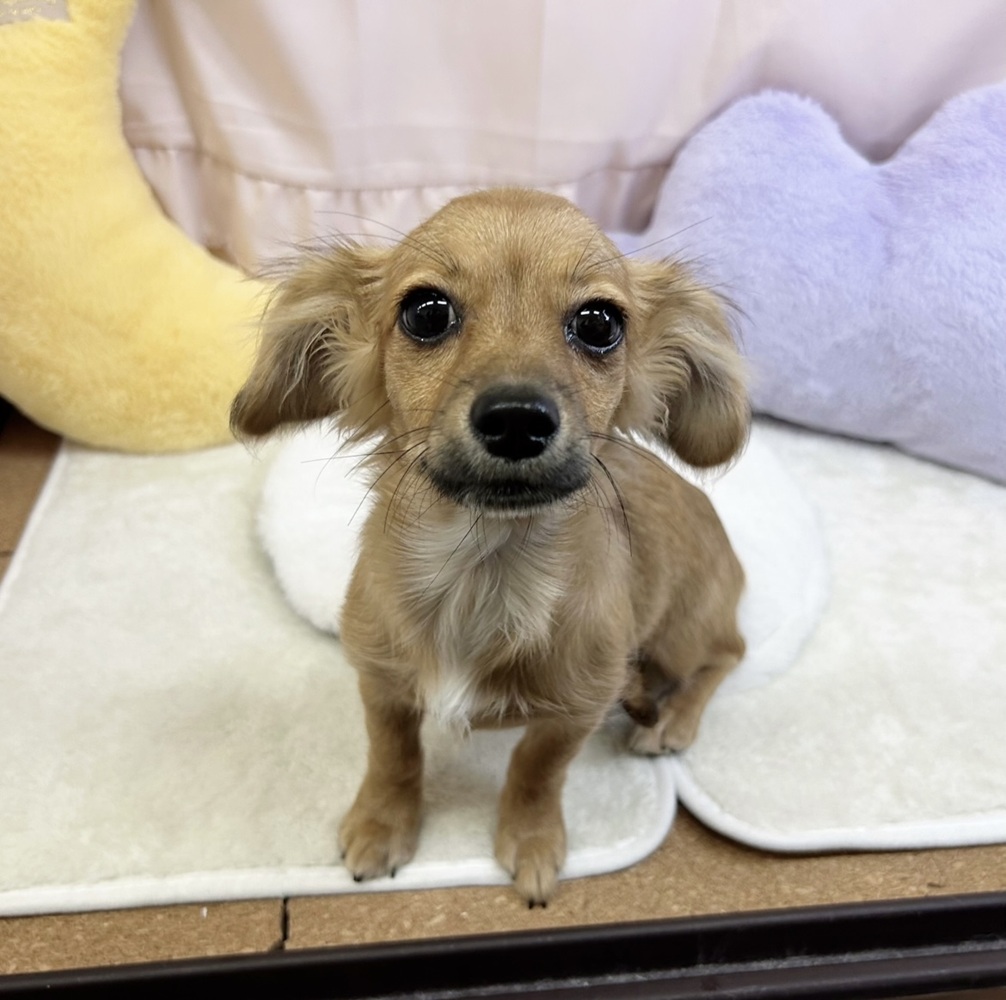 ハーフ犬女の子の写真